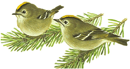 キクイタダキ 日本の鳥百科 サントリーの愛鳥活動