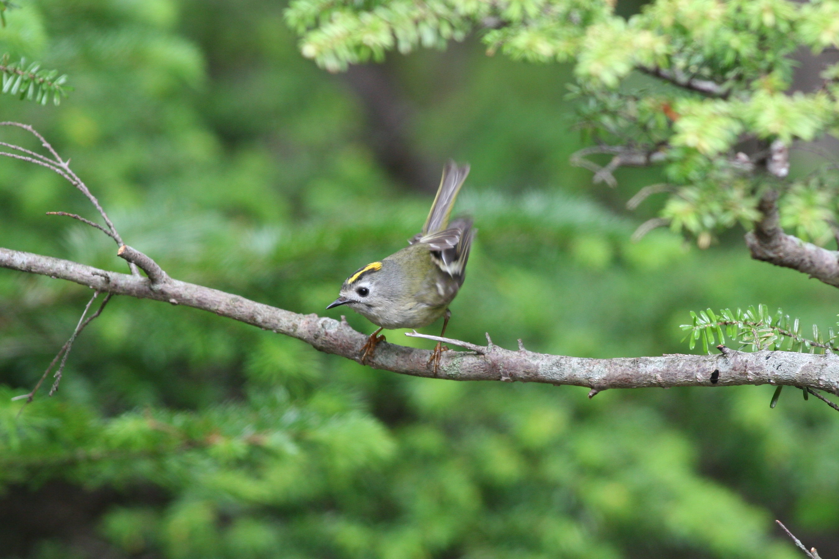 キクイタダキ 日本の鳥百科 サントリーの愛鳥活動