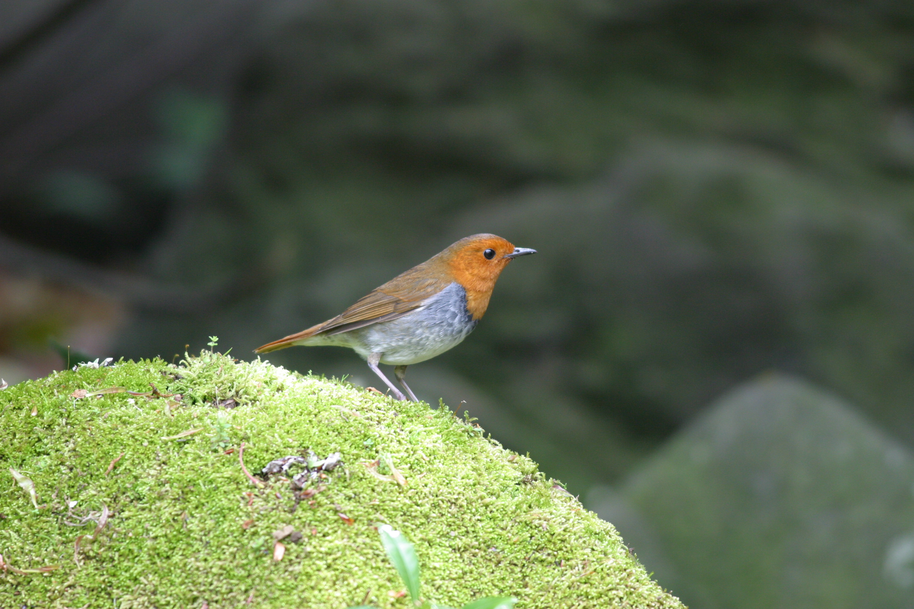 コマドリ 日本の鳥百科 サントリーの愛鳥活動