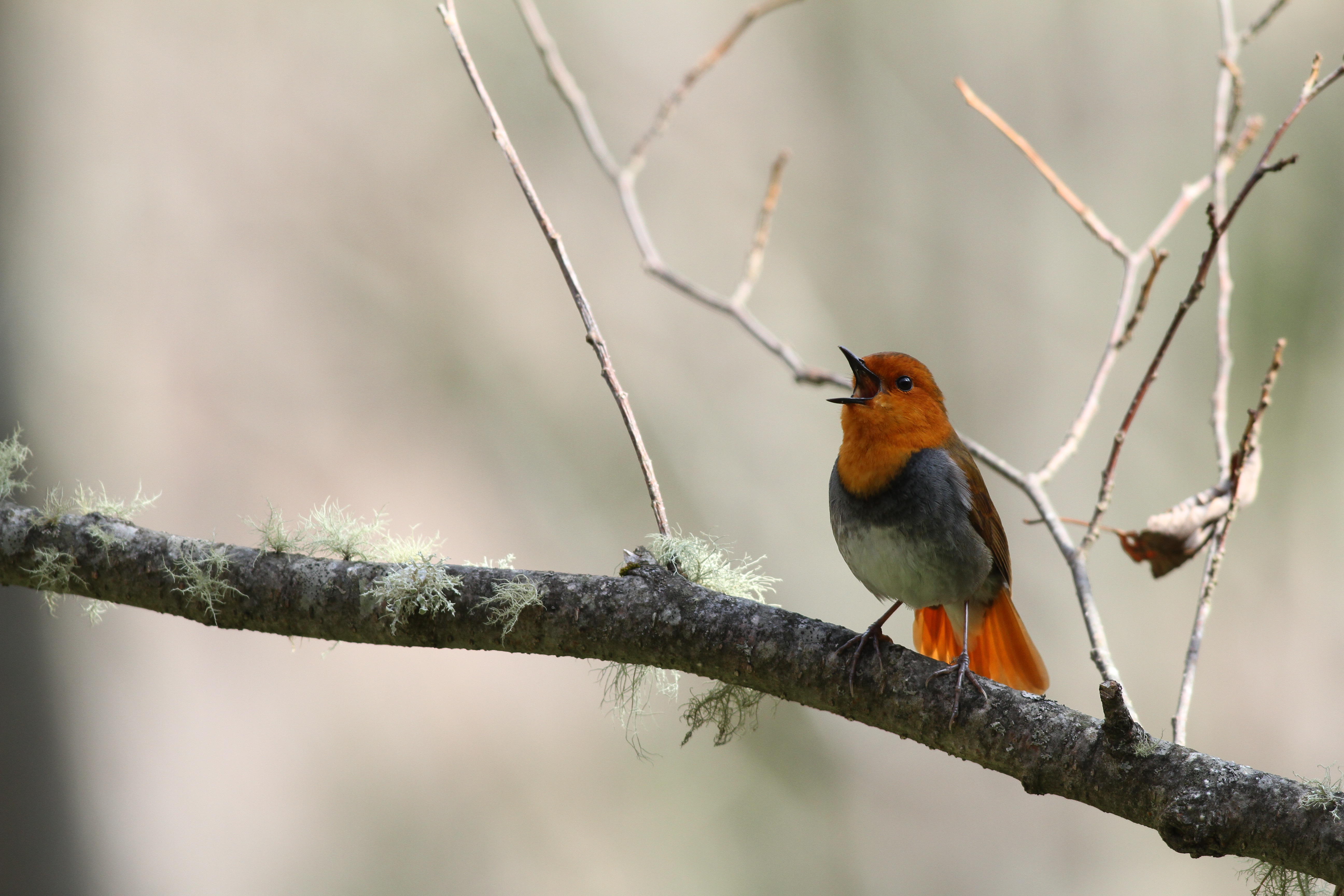 コマドリ 日本の鳥百科 サントリーの愛鳥活動