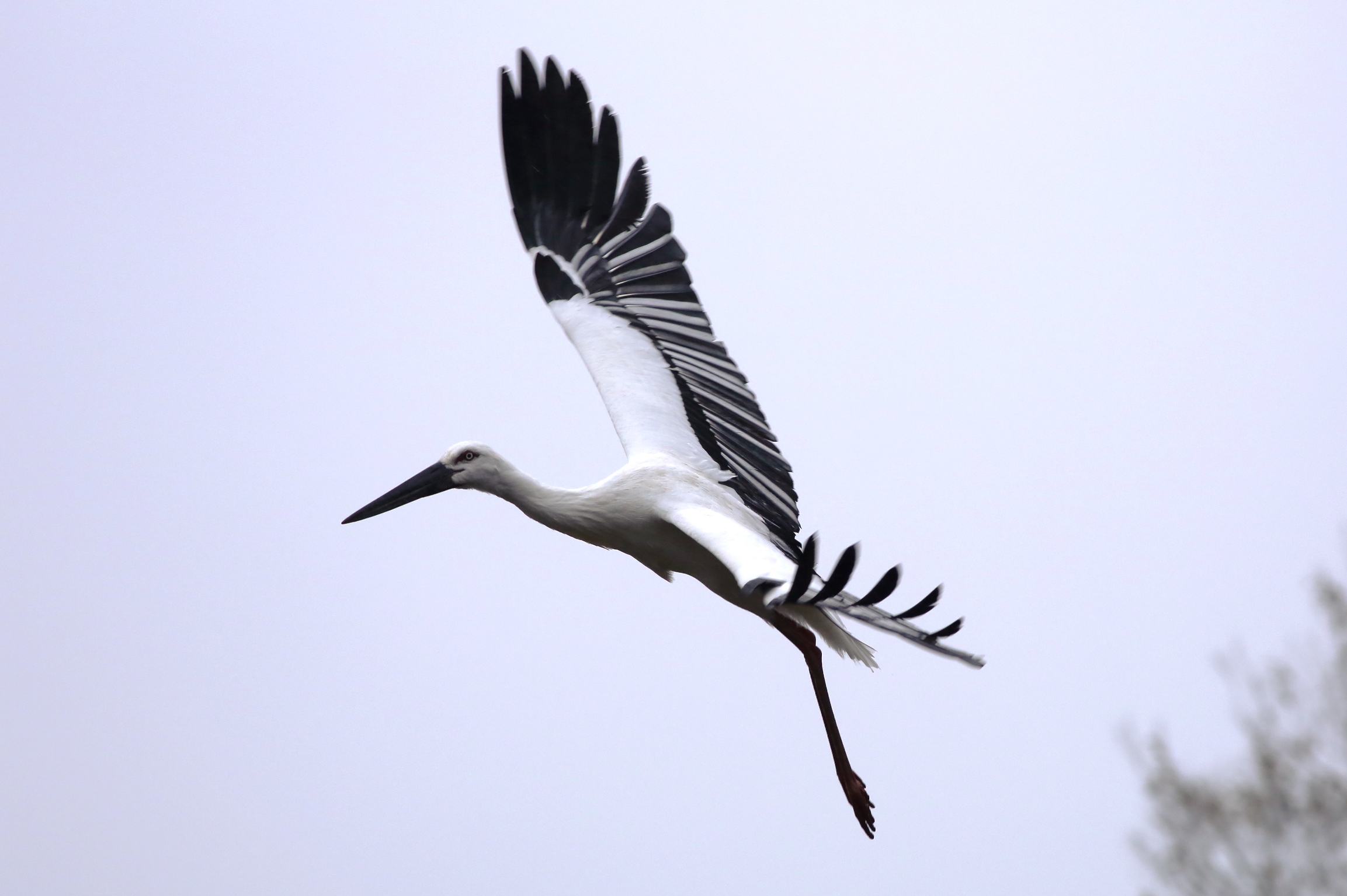 コウノトリ 日本の鳥百科 サントリーの愛鳥活動