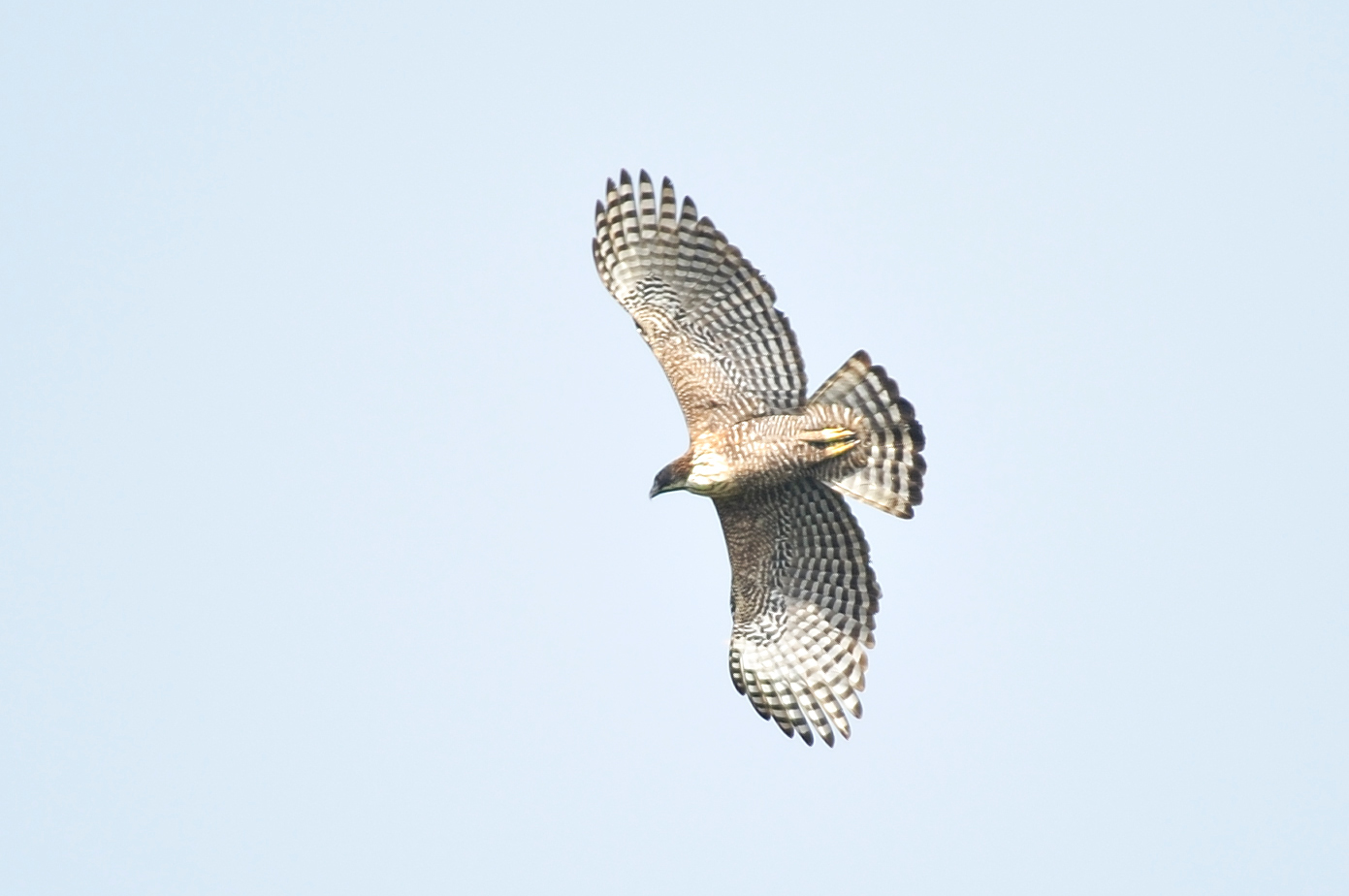 クマタカ 日本の鳥百科 サントリーの愛鳥活動