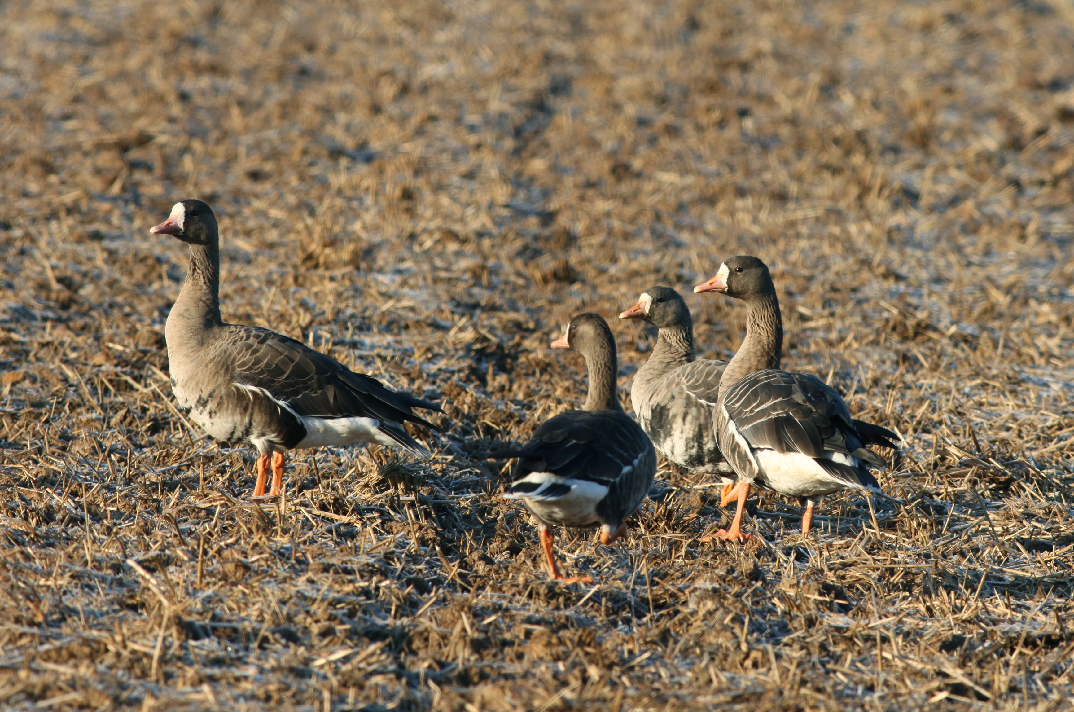 マガン 日本の鳥百科 サントリーの愛鳥活動