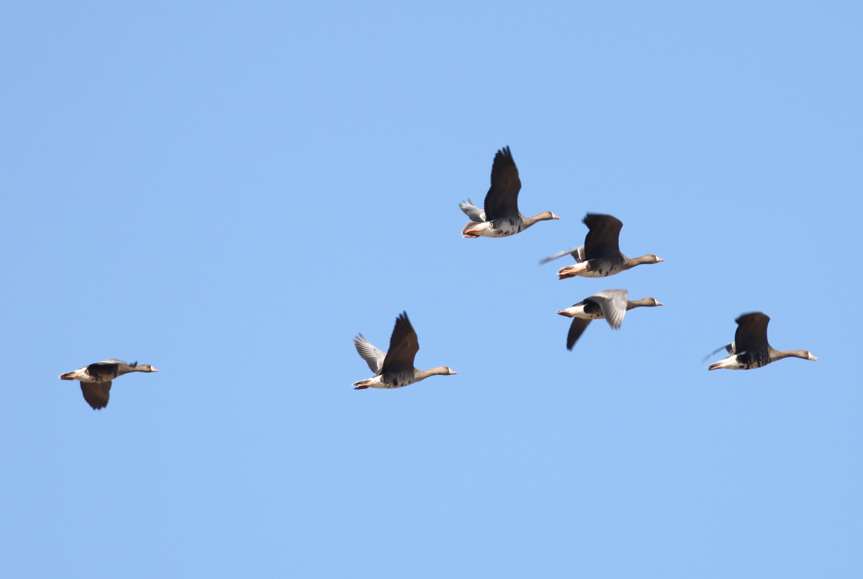 マガン 日本の鳥百科 サントリーの愛鳥活動