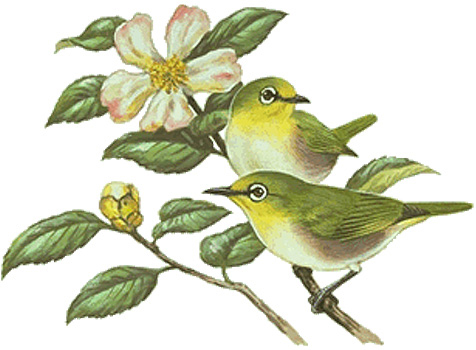 メジロ 日本の鳥百科 サントリーの愛鳥活動