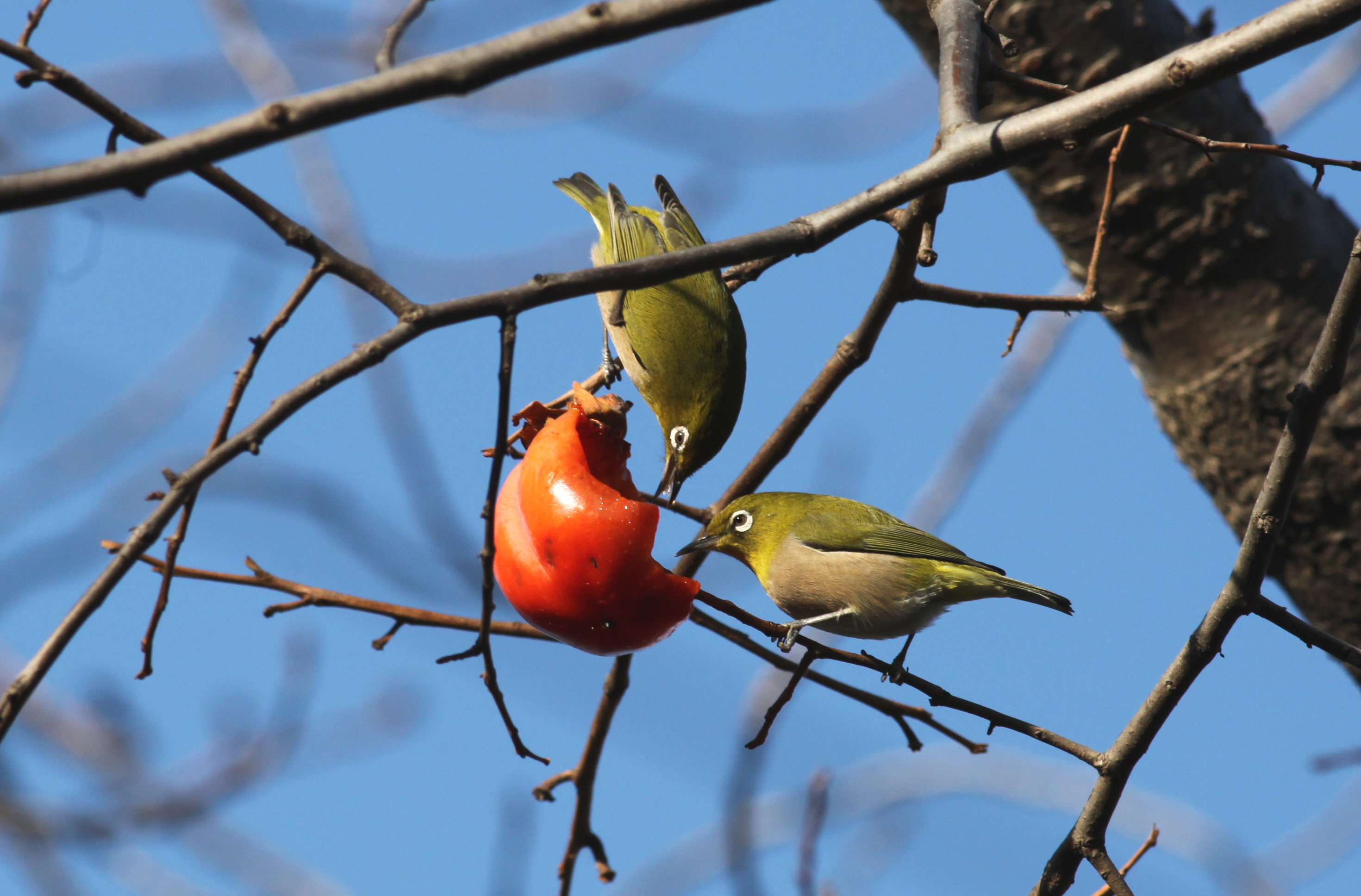 メジロ 日本の鳥百科 サントリーの愛鳥活動