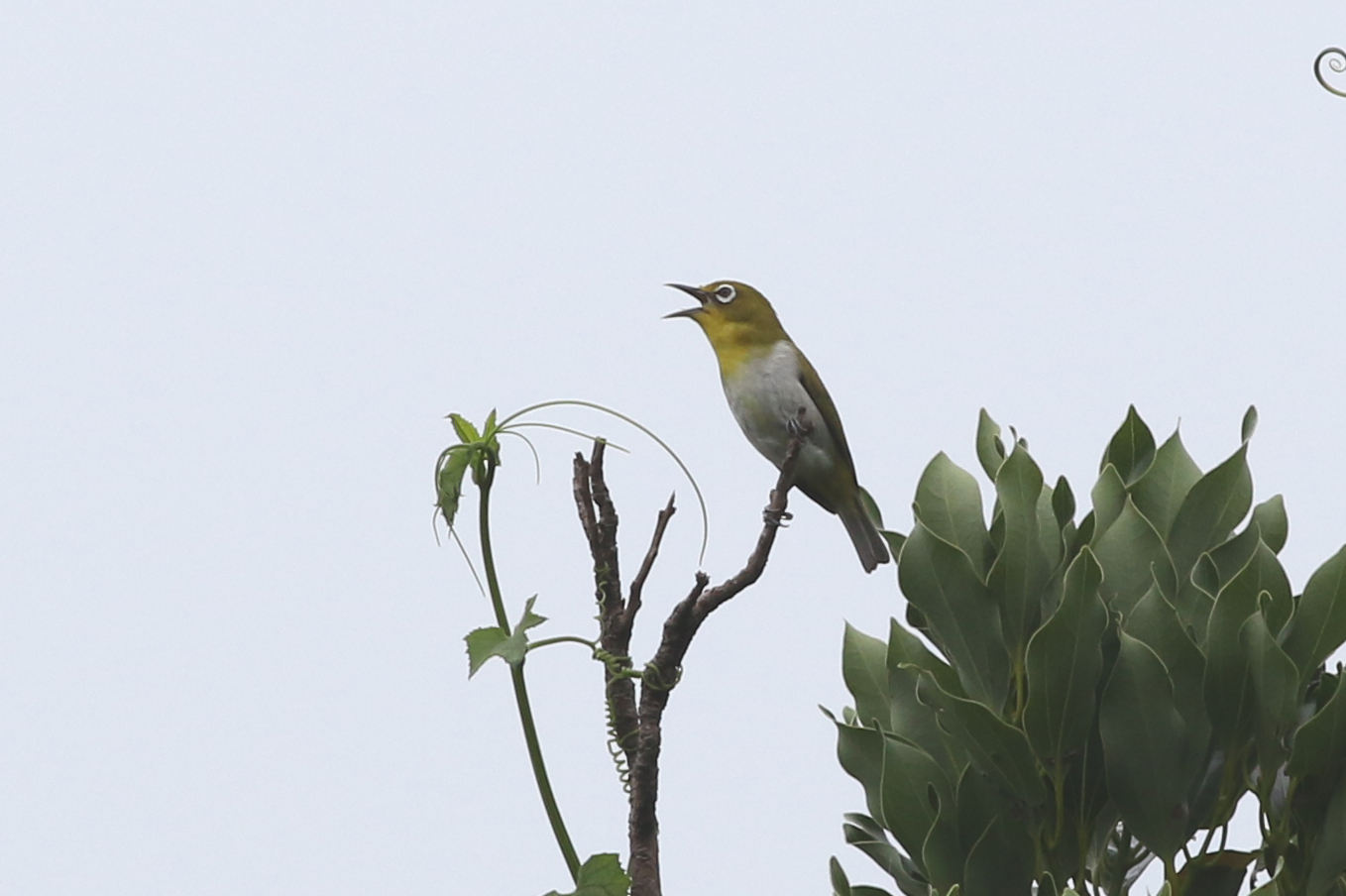 よく 鳴く メジロ