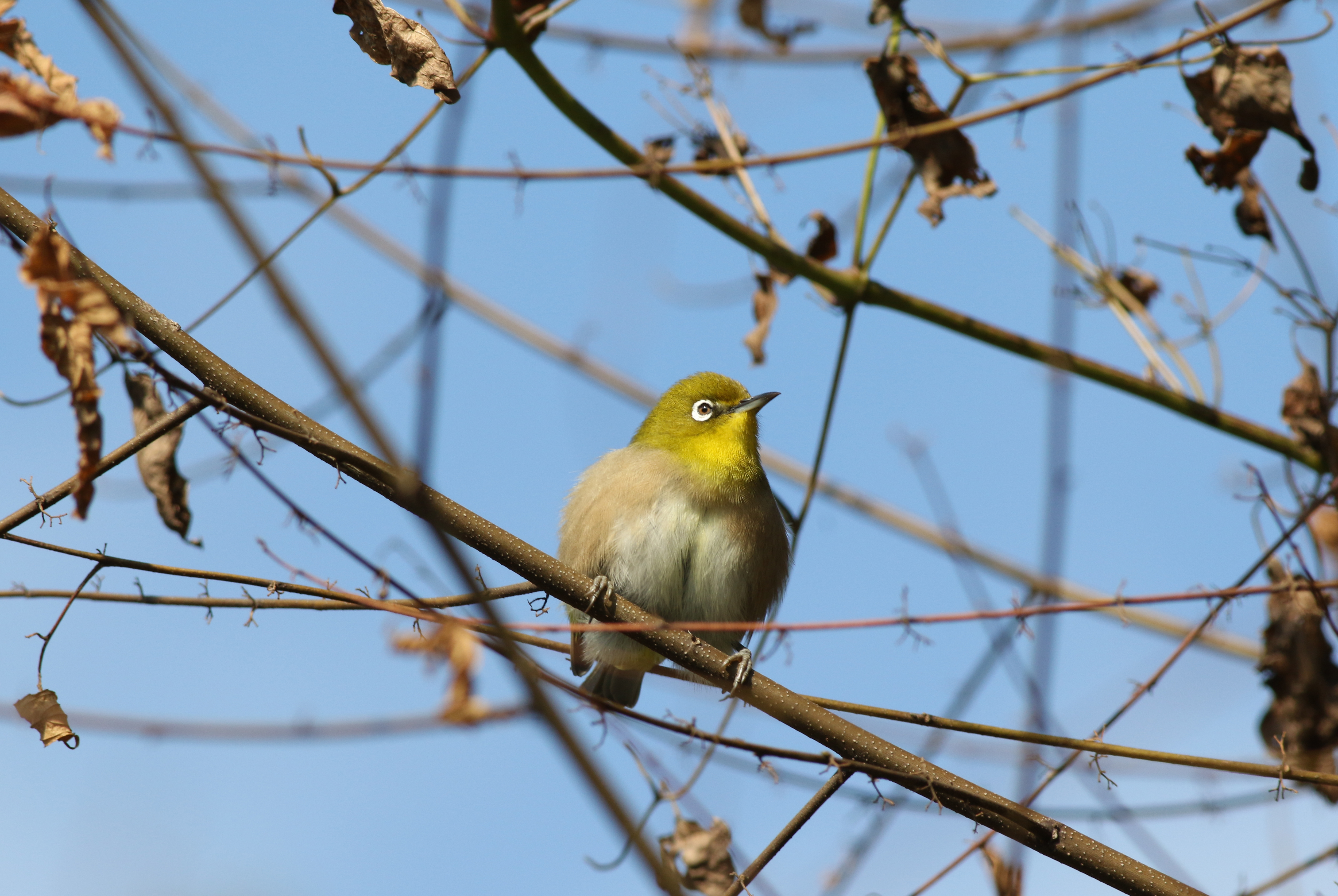 メジロ 日本の鳥百科 サントリーの愛鳥活動