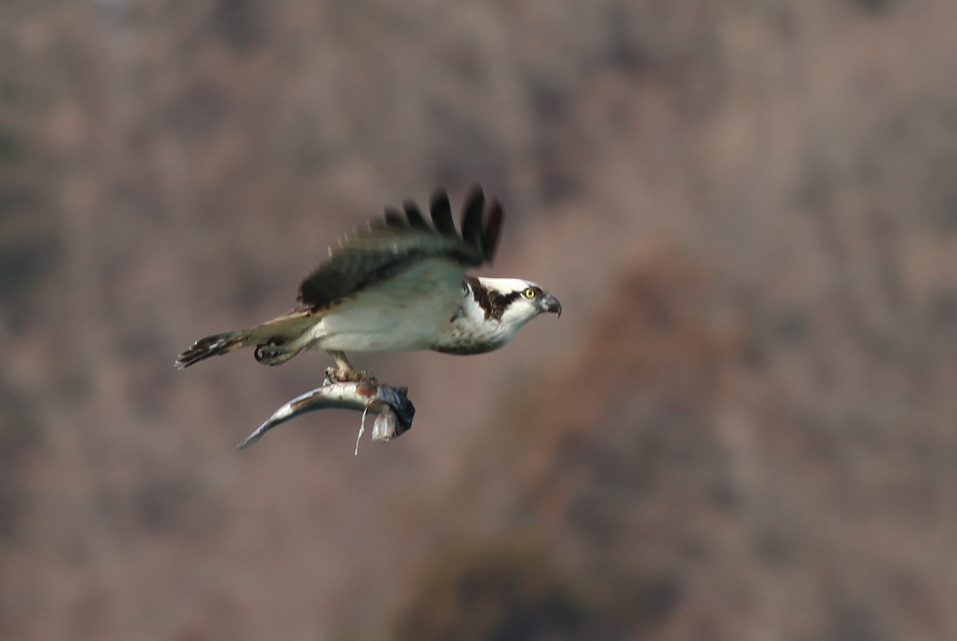 ミサゴ 日本の鳥百科 サントリーの愛鳥活動 ミサゴ 日本の鳥百科 サントリーの愛鳥活動