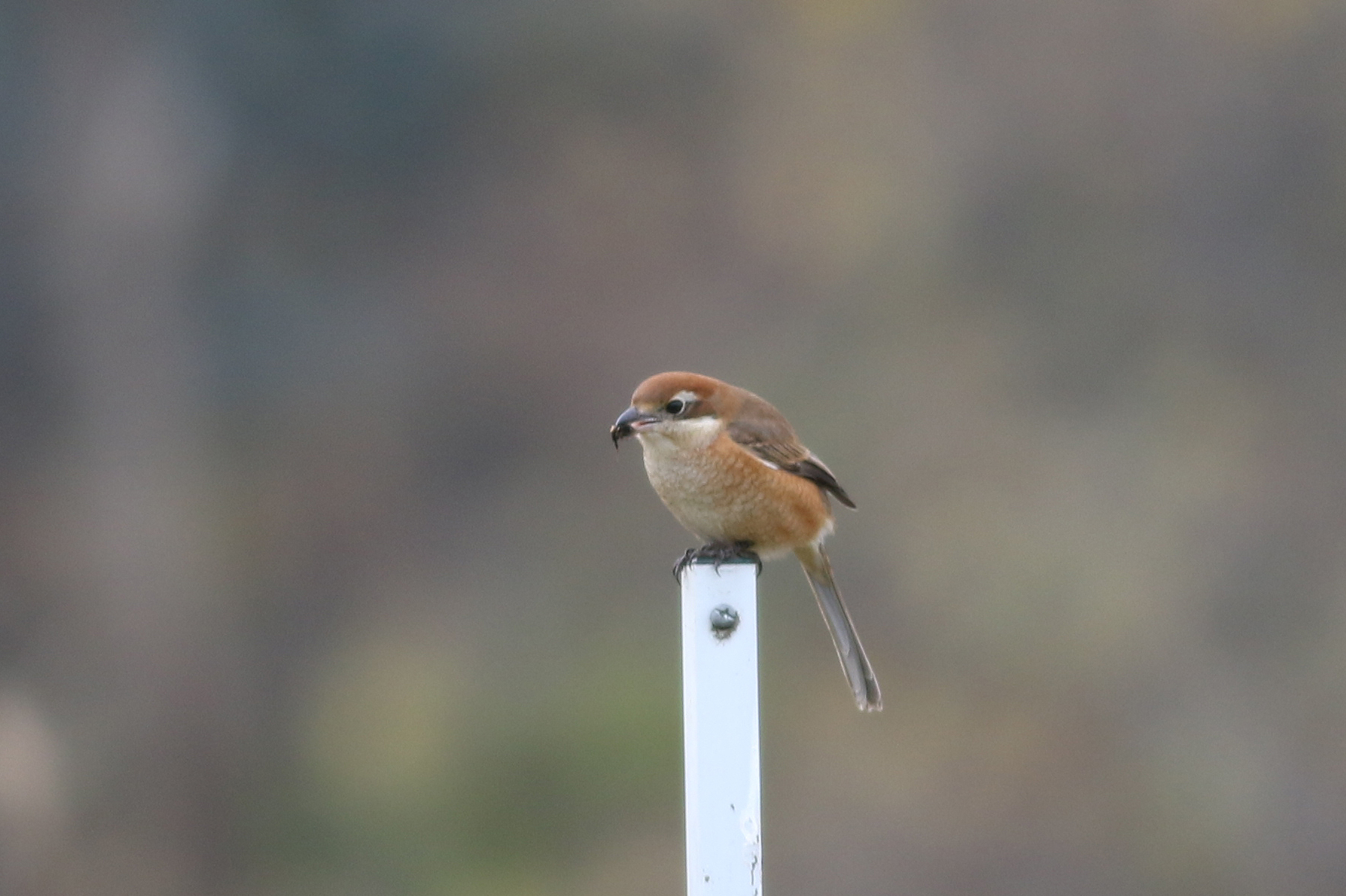 モズ 日本の鳥百科 サントリーの愛鳥活動