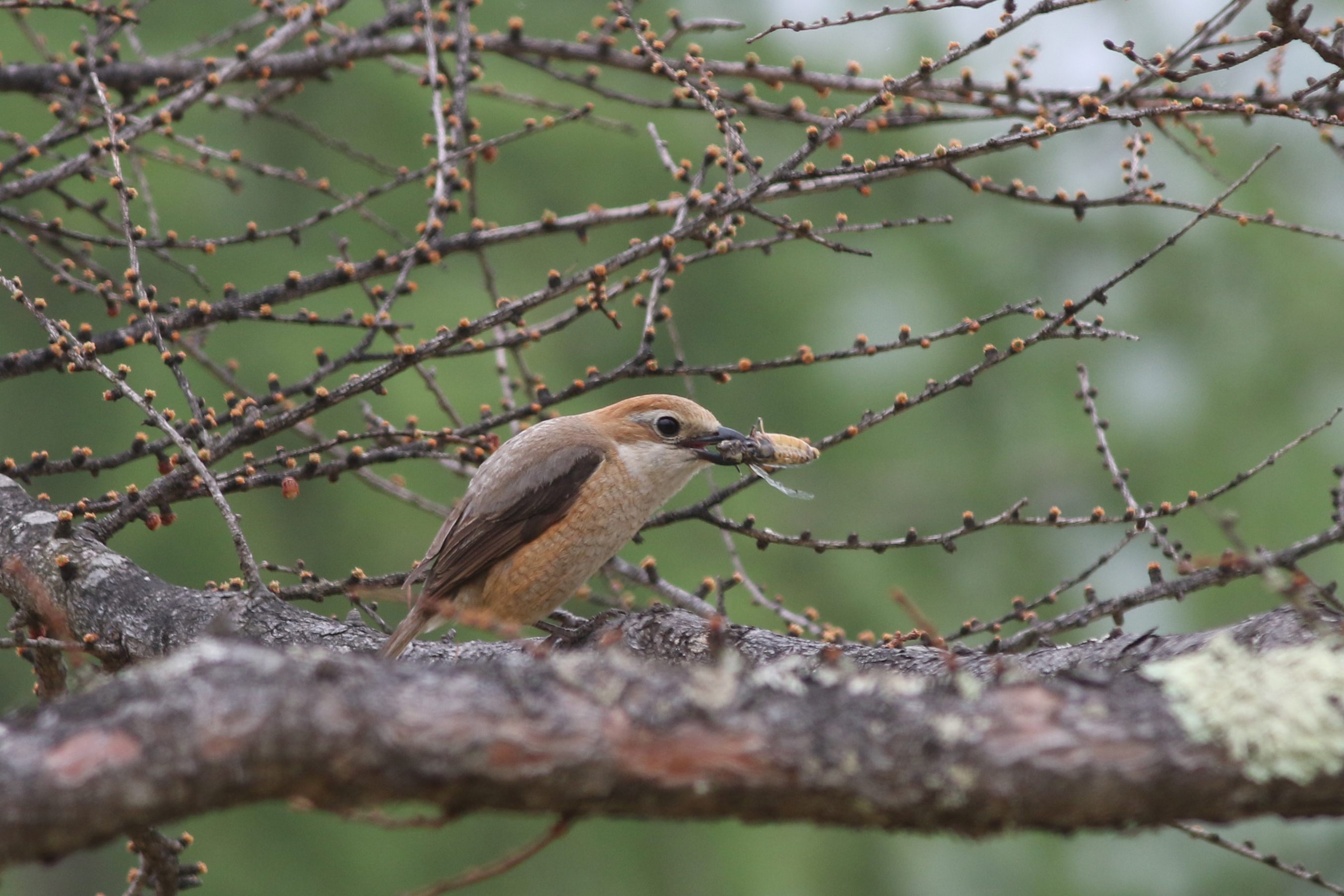 モズ 日本の鳥百科 サントリーの愛鳥活動