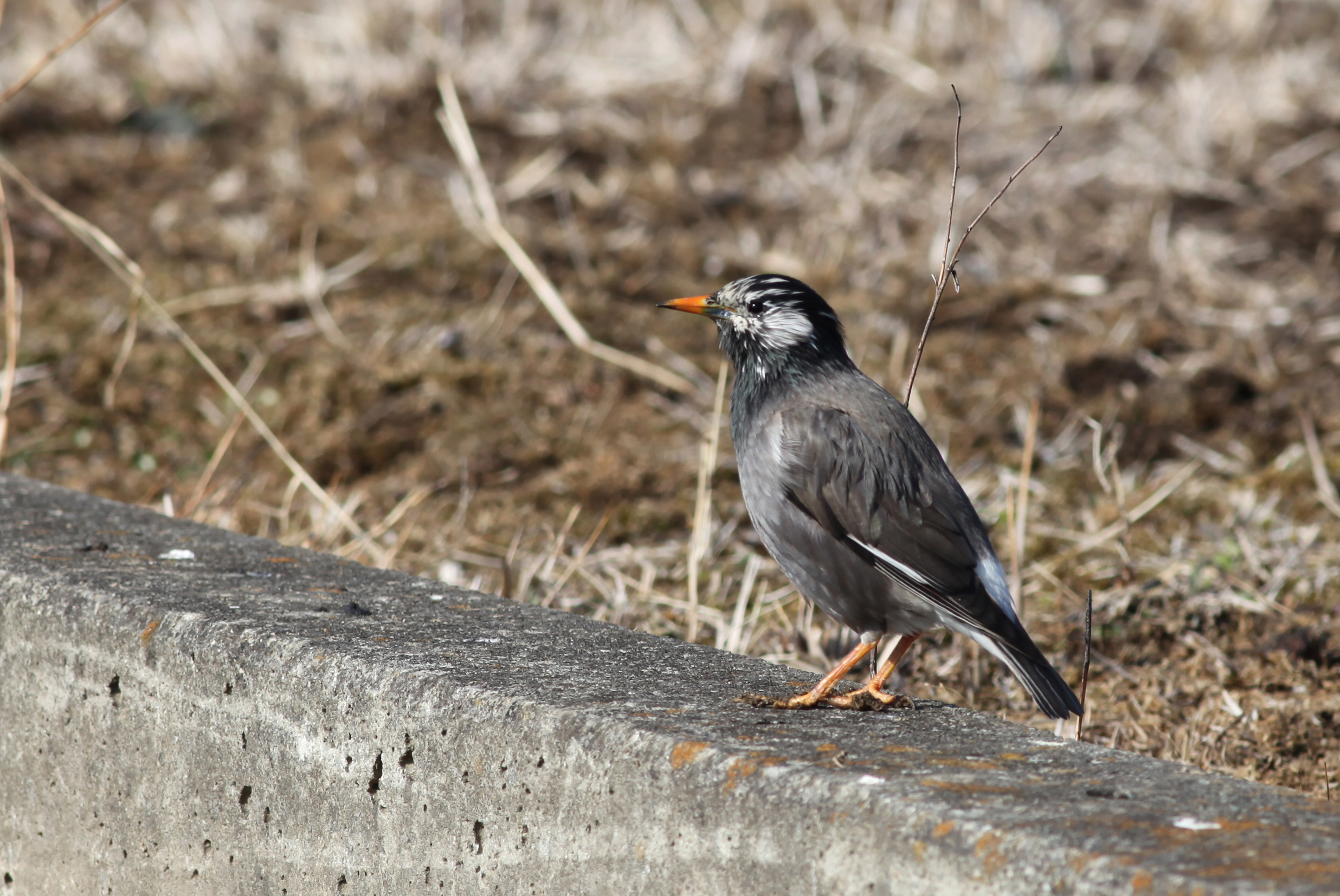 ムクドリ 日本の鳥百科 サントリーの愛鳥活動