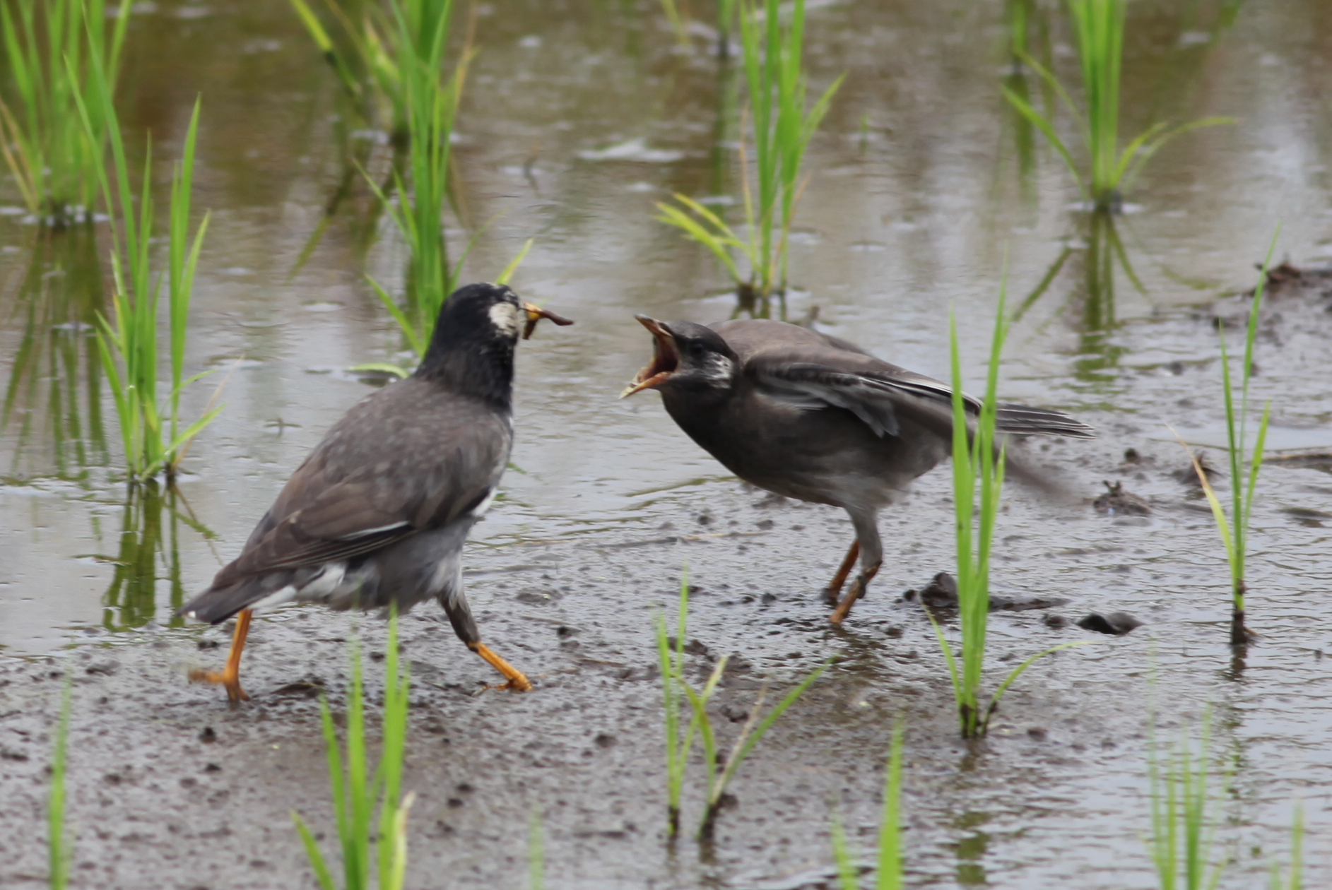 ムクドリ 日本の鳥百科 サントリーの愛鳥活動