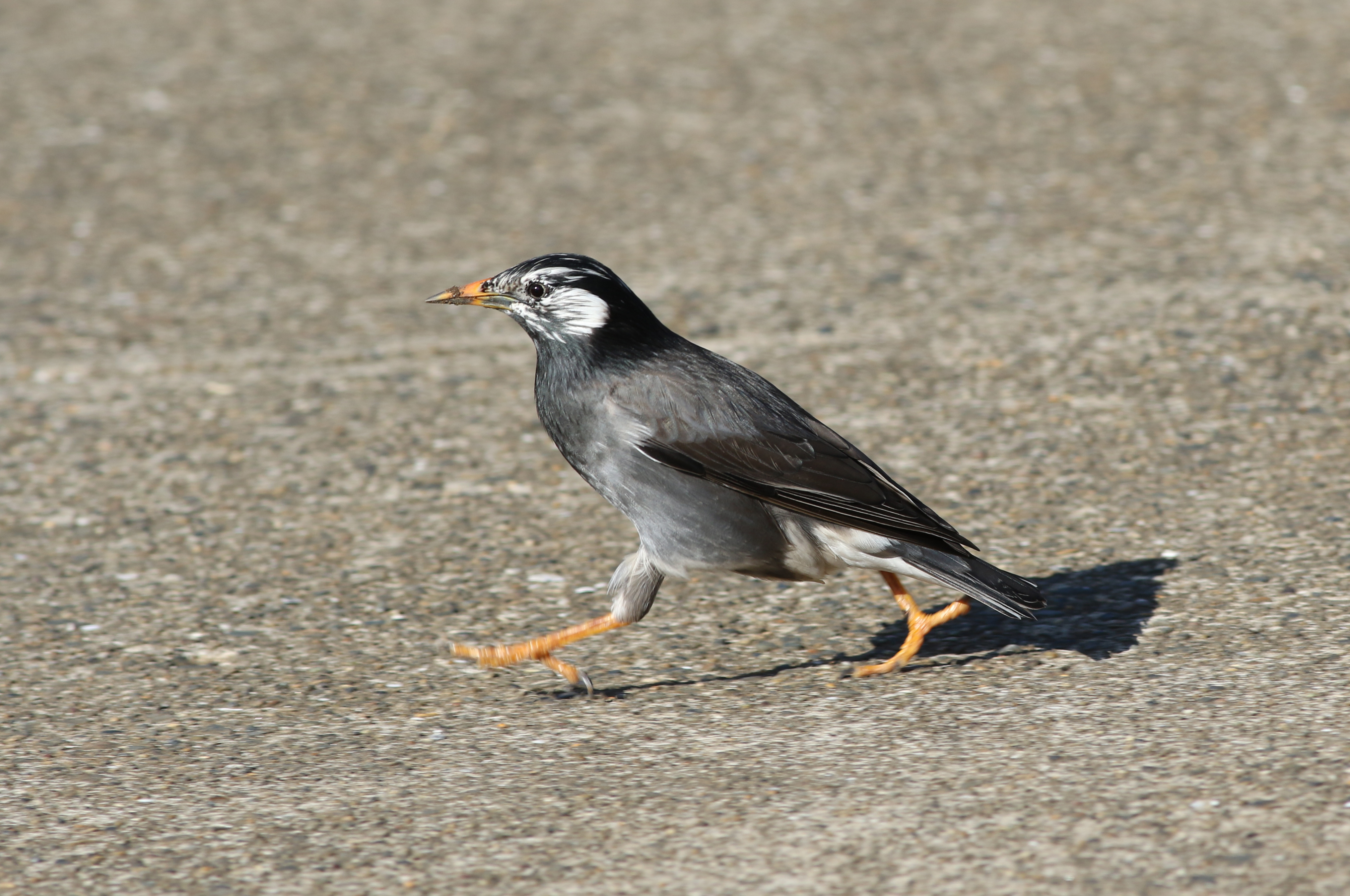 ムクドリ 日本の鳥百科 サントリーの愛鳥活動