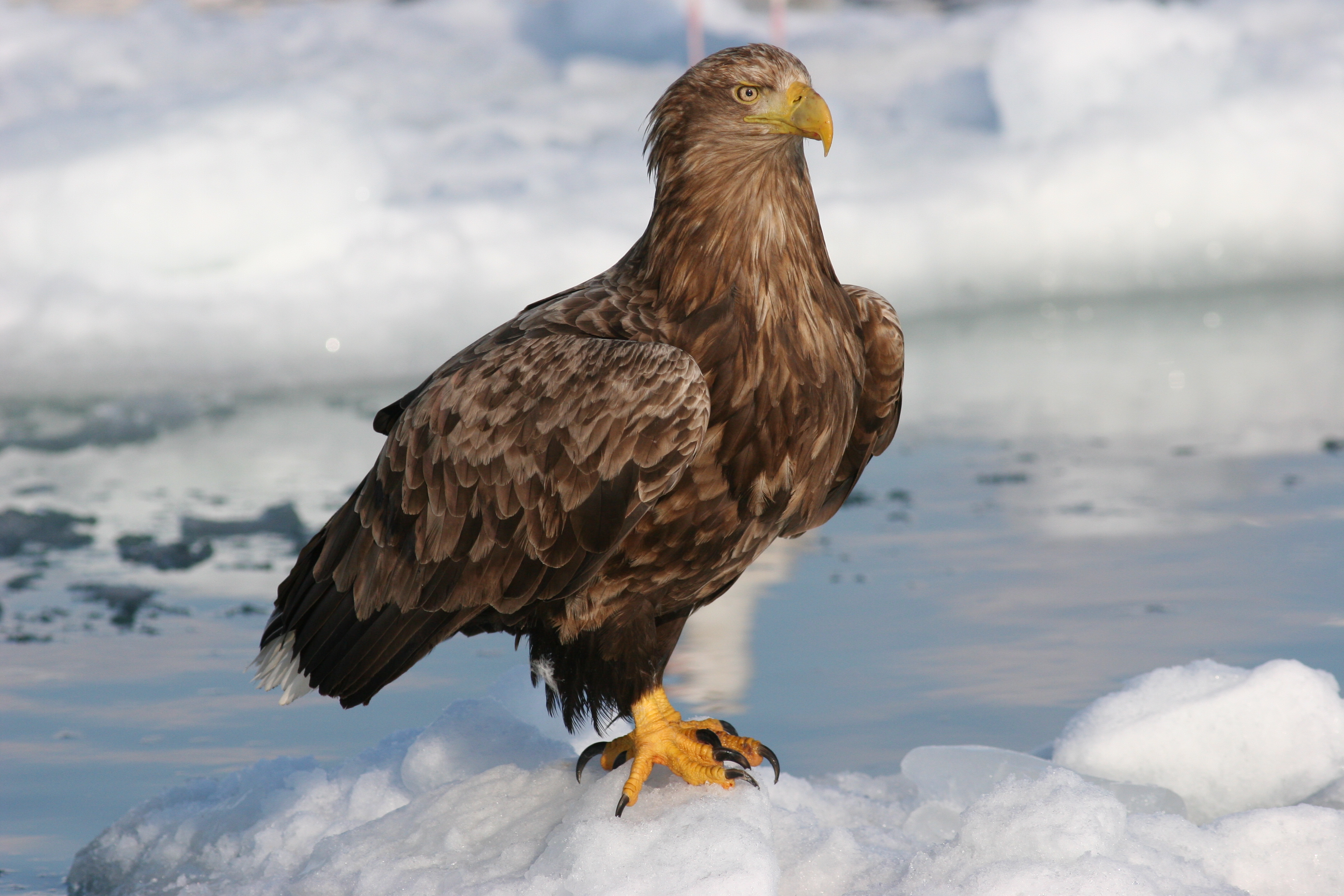 オジロワシ 日本の鳥百科 サントリーの愛鳥活動