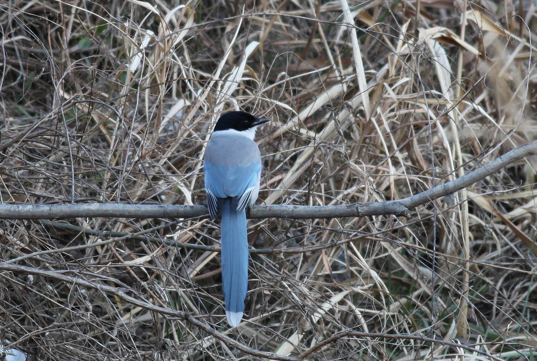 オナガ 日本の鳥百科 サントリーの愛鳥活動