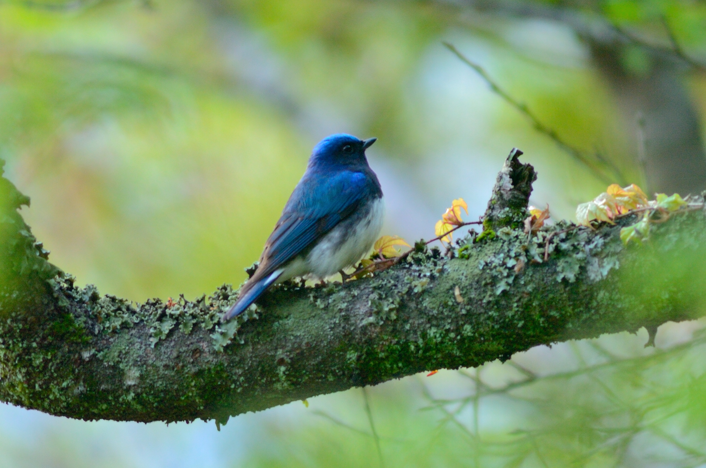 オオルリ 日本の鳥百科 サントリーの愛鳥活動