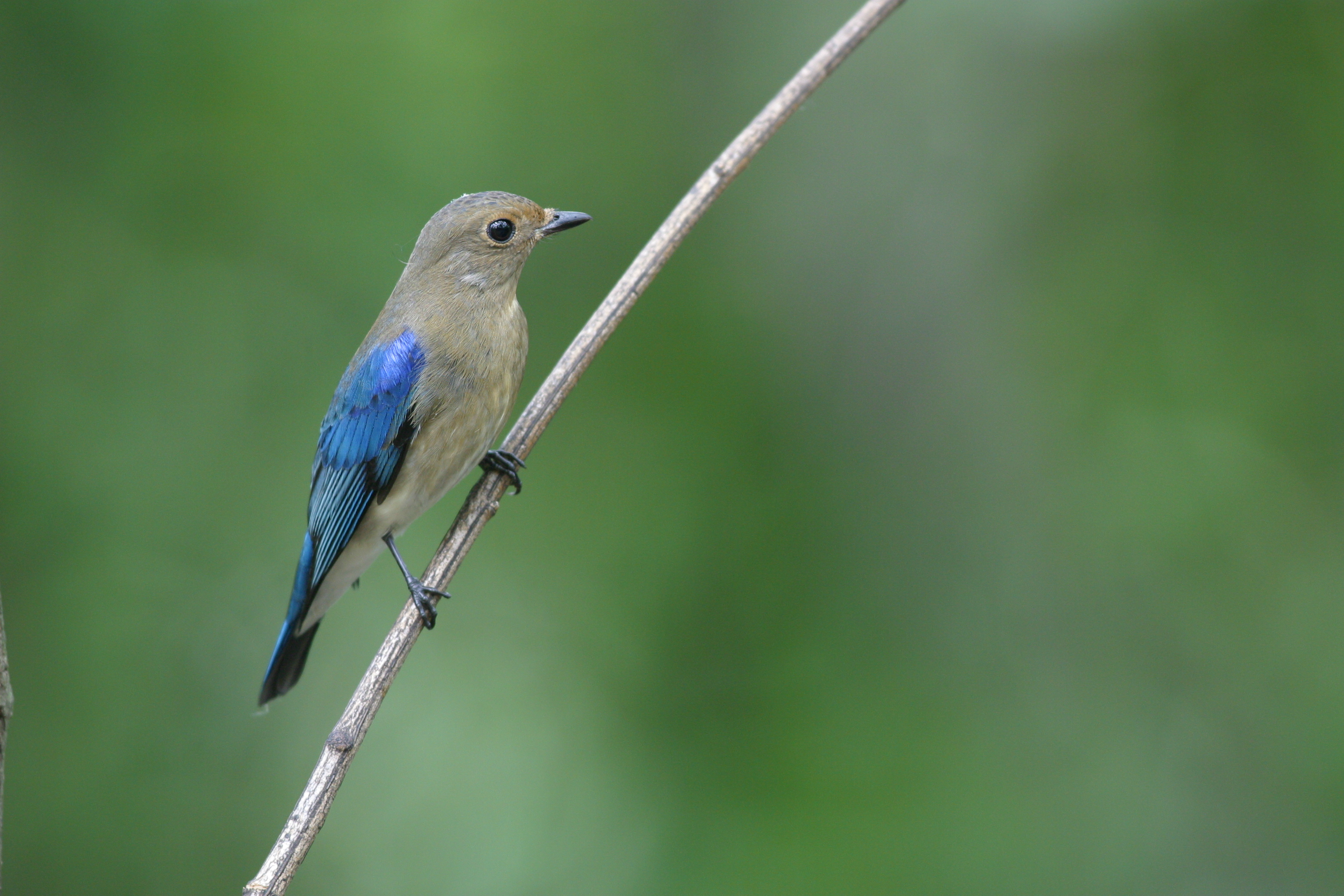 オオルリ 日本の鳥百科 サントリーの愛鳥活動