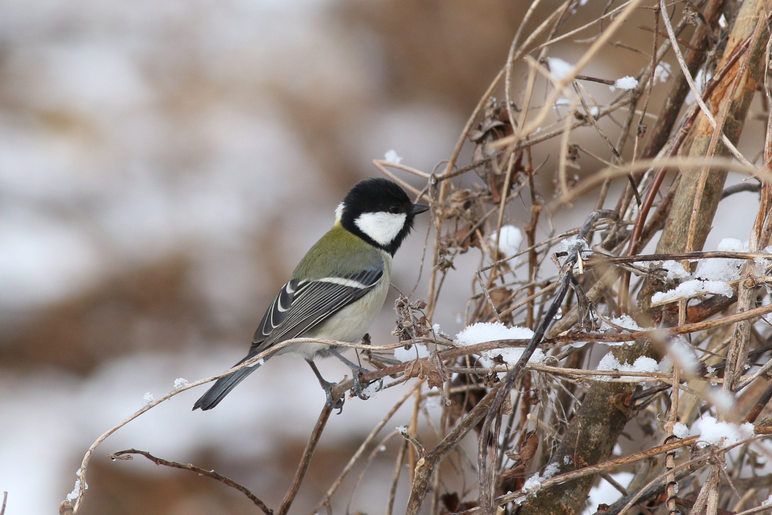 シジュウカラ 日本の鳥百科 サントリーの愛鳥活動