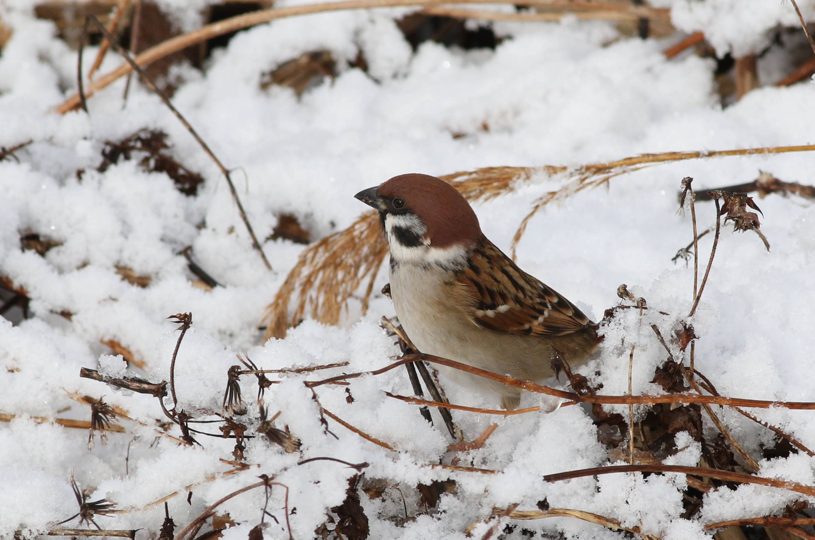 スズメ 日本の鳥百科 サントリーの愛鳥活動