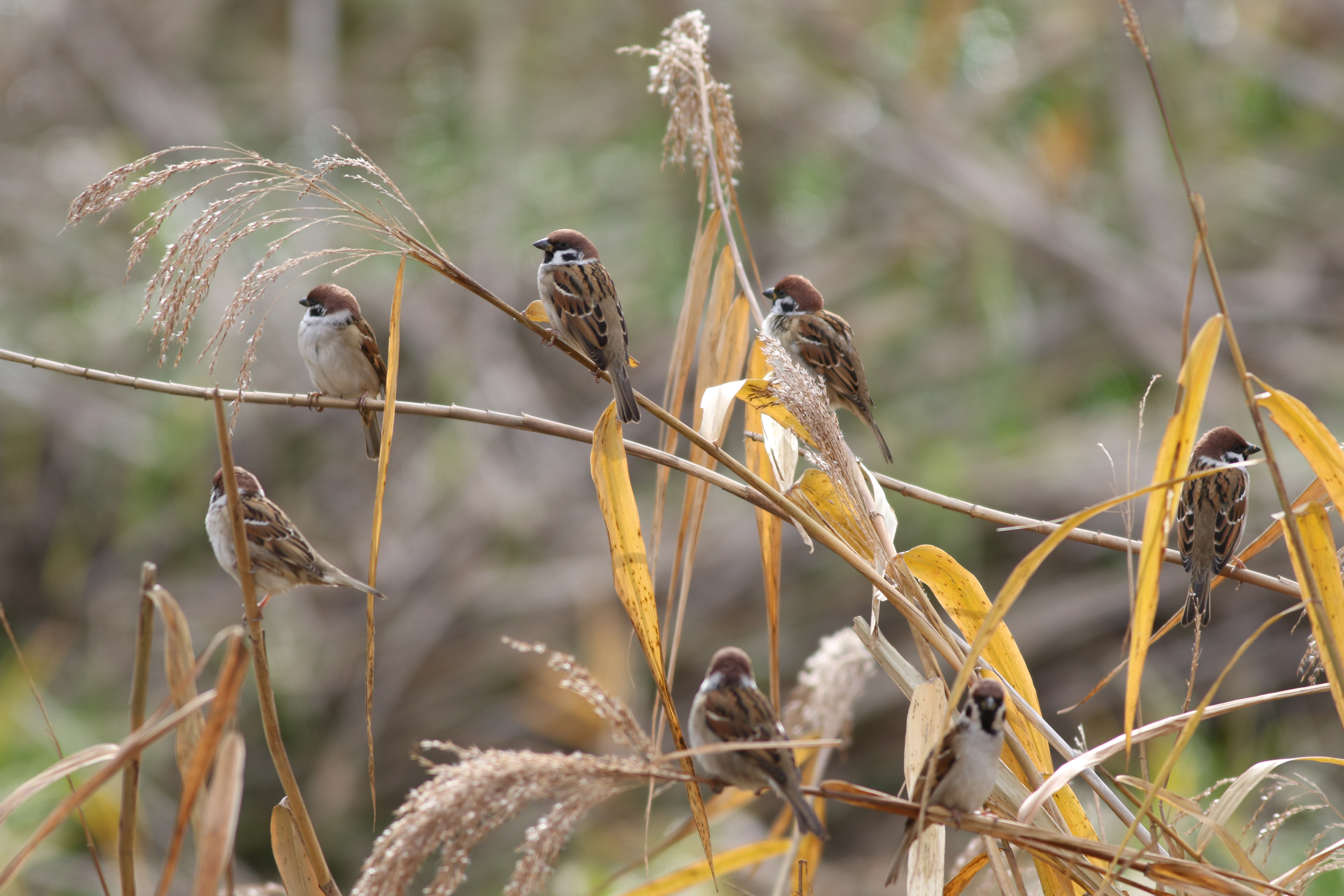 スズメ 日本の鳥百科 サントリーの愛鳥活動