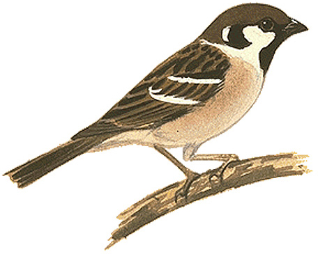 スズメ 日本の鳥百科 サントリーの愛鳥活動