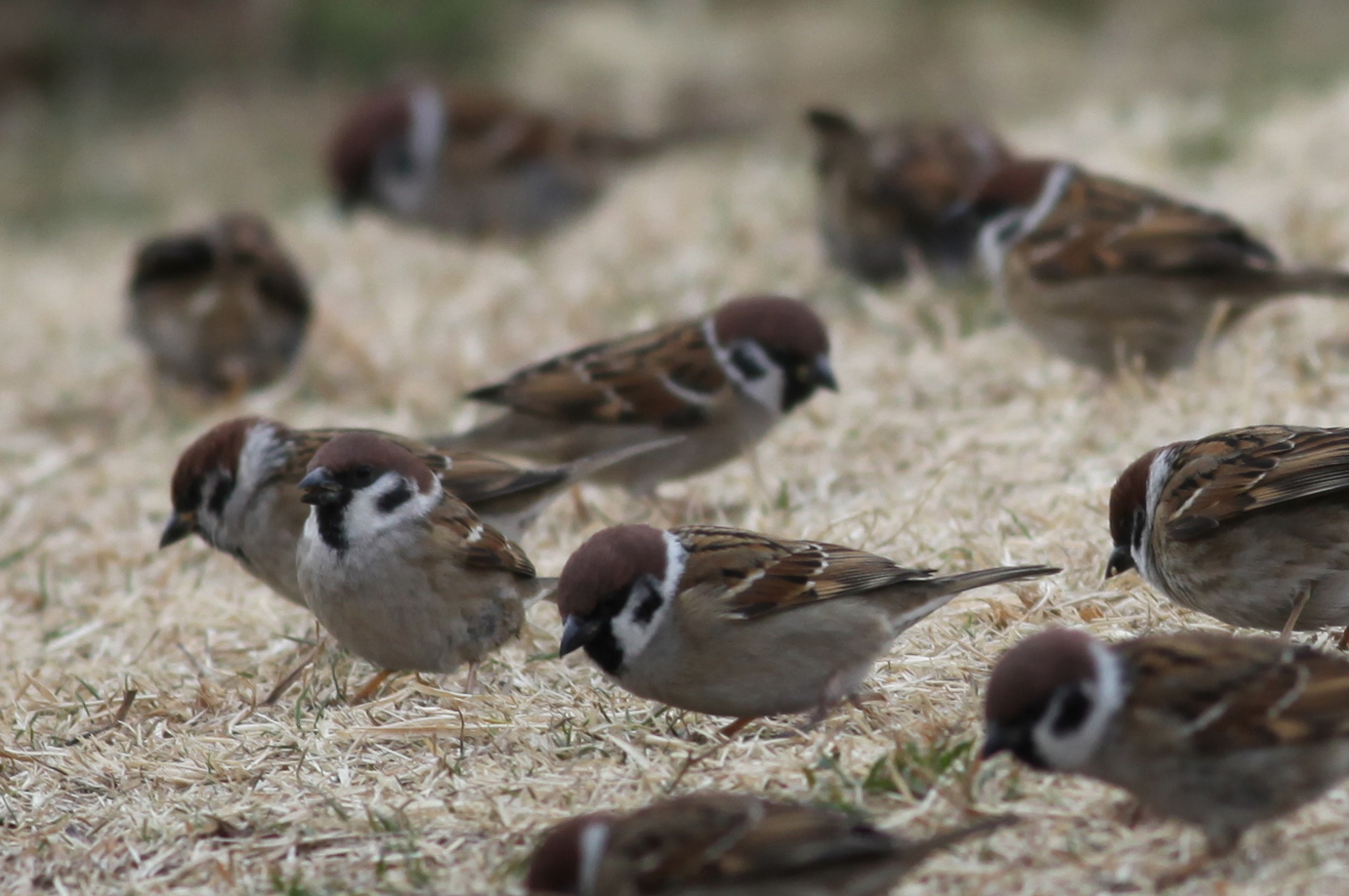 スズメ 日本の鳥百科 サントリーの愛鳥活動