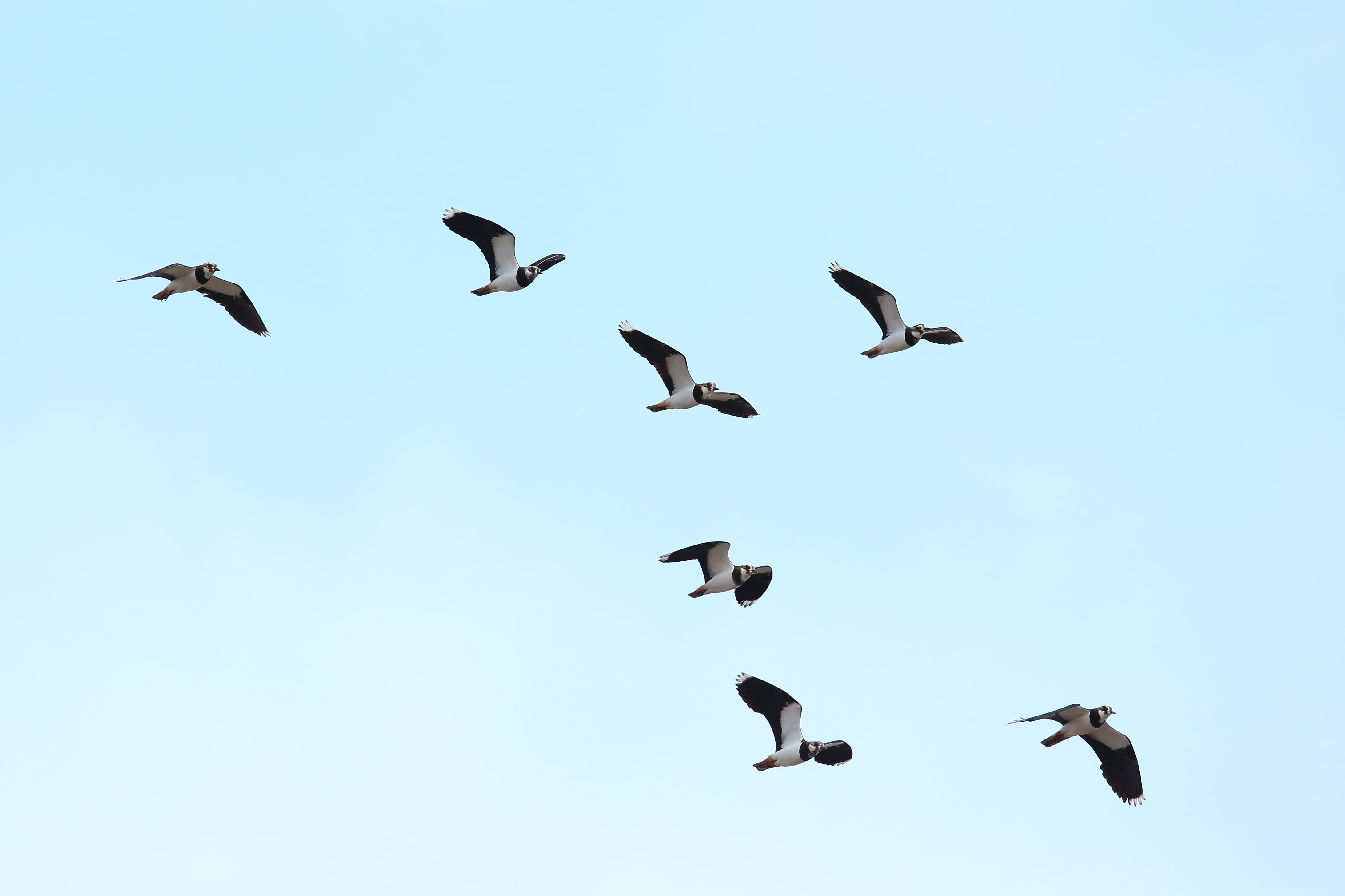 タゲリ 日本の鳥百科 サントリーの愛鳥活動