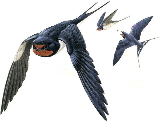 ツバメ 日本の鳥百科 サントリーの愛鳥活動