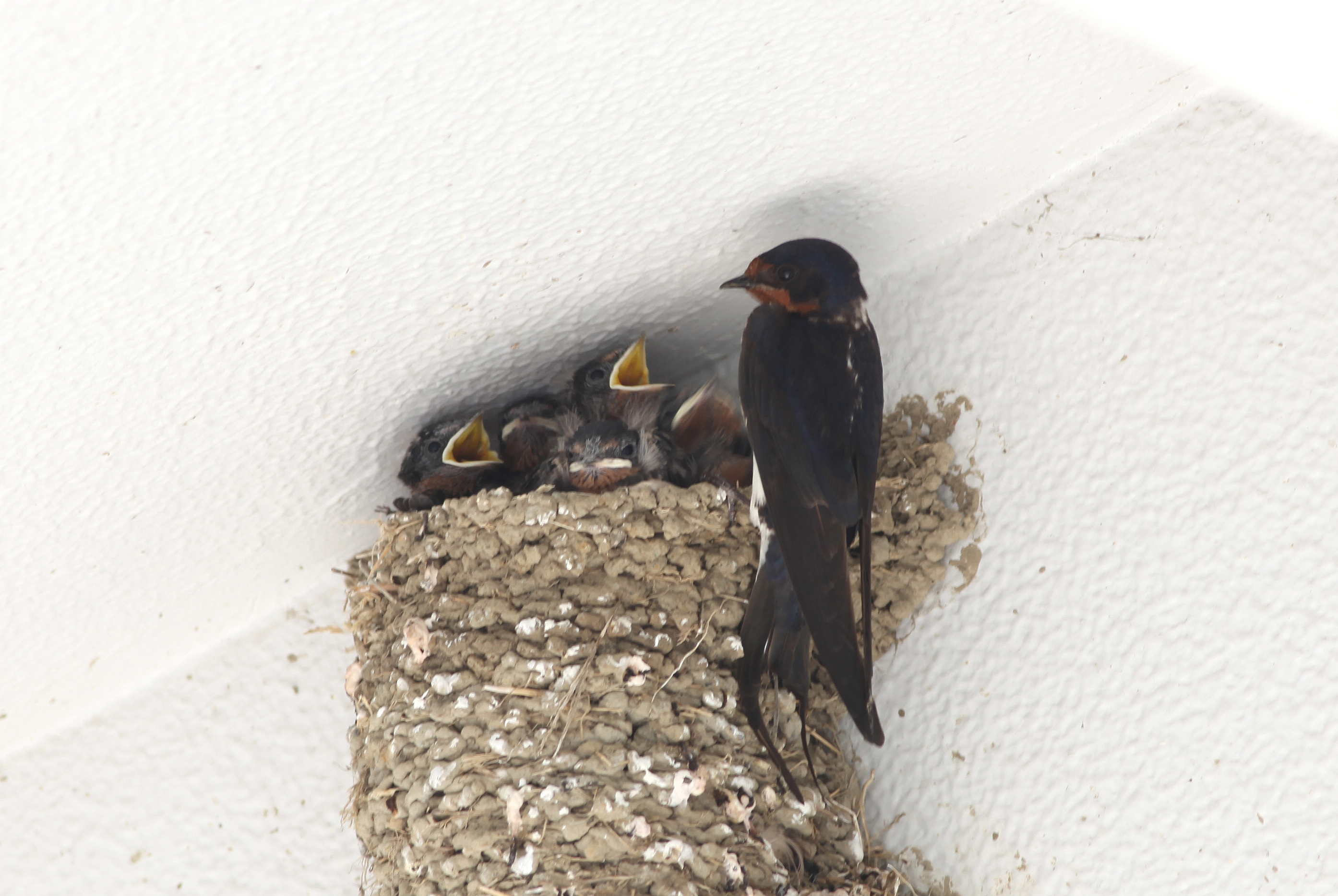 ツバメ 日本の鳥百科 サントリーの愛鳥活動