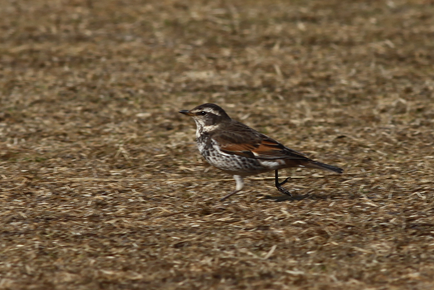 ツグミ 日本の鳥百科 サントリーの愛鳥活動