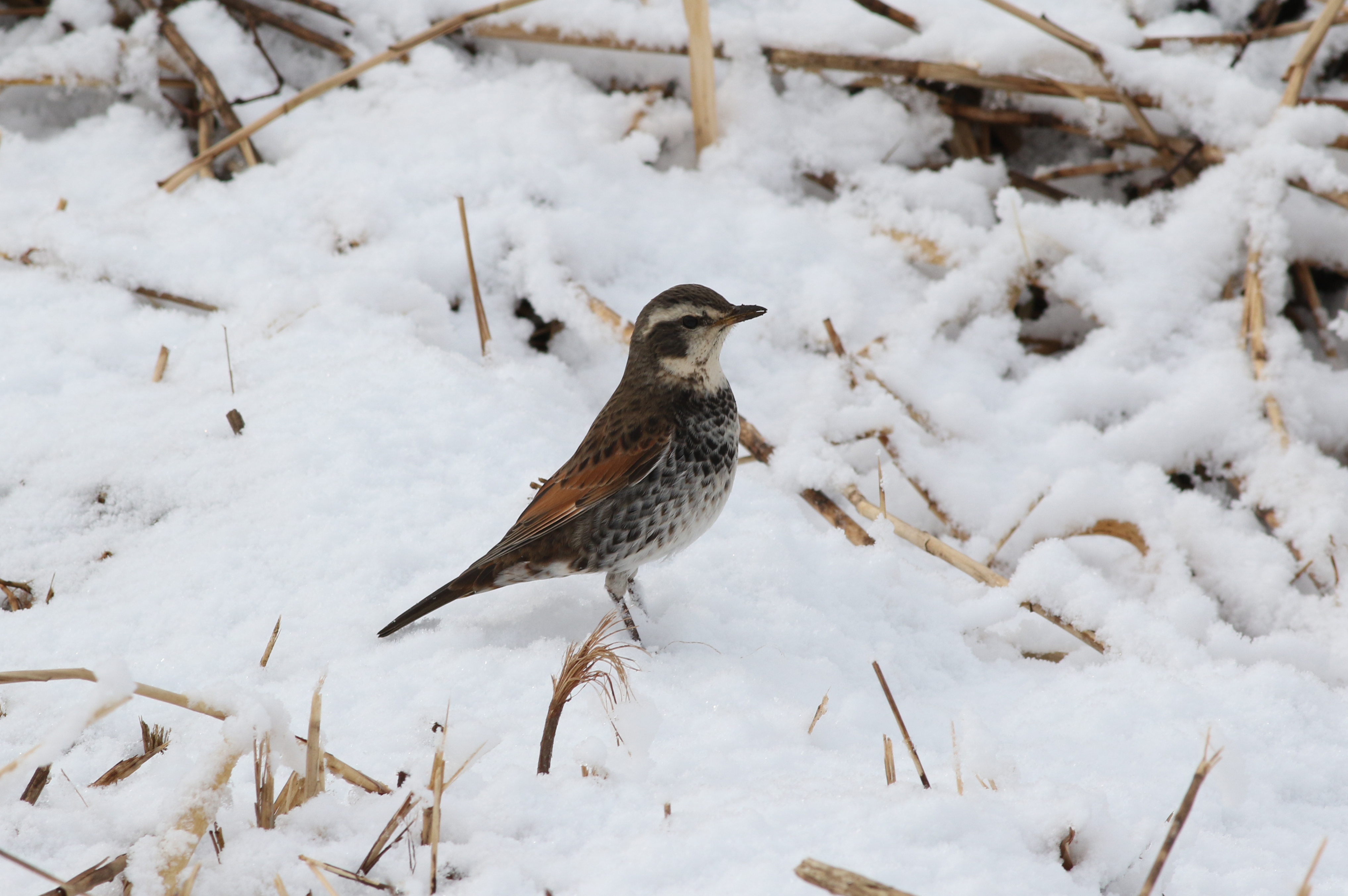 ツグミ 日本の鳥百科 サントリーの愛鳥活動