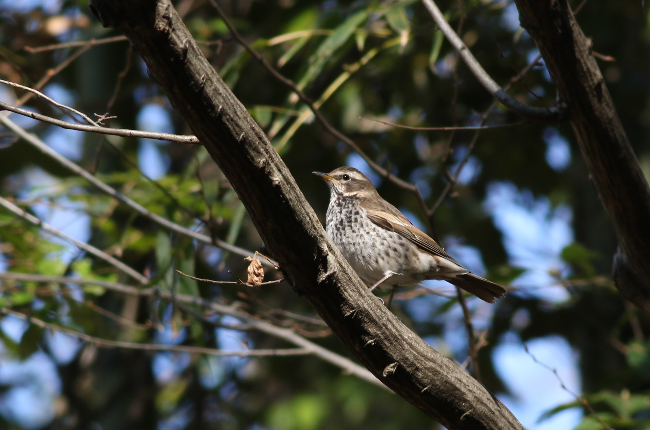 ツグミ 日本の鳥百科 サントリーの愛鳥活動