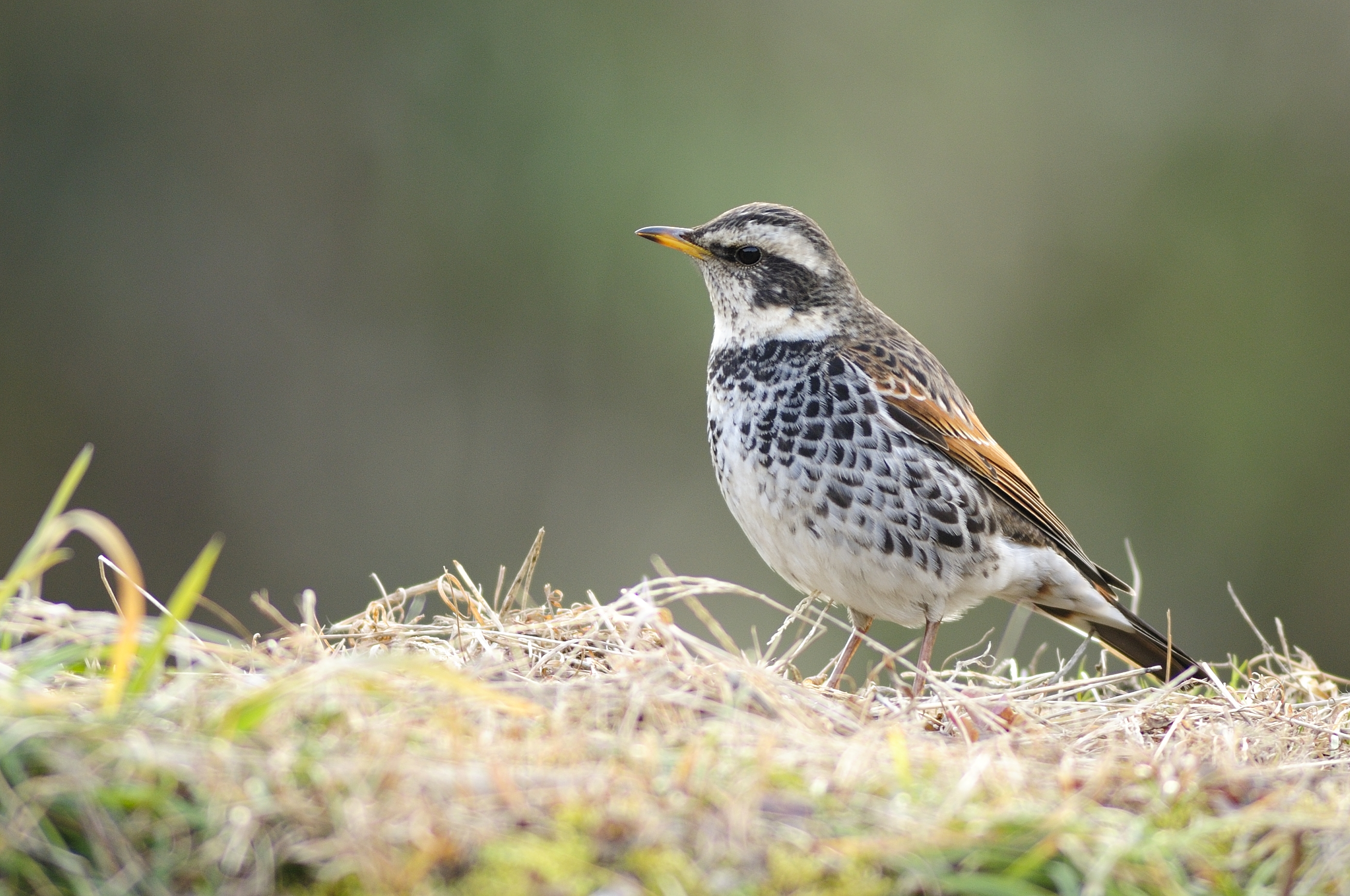 ツグミ 日本の鳥百科 サントリーの愛鳥活動