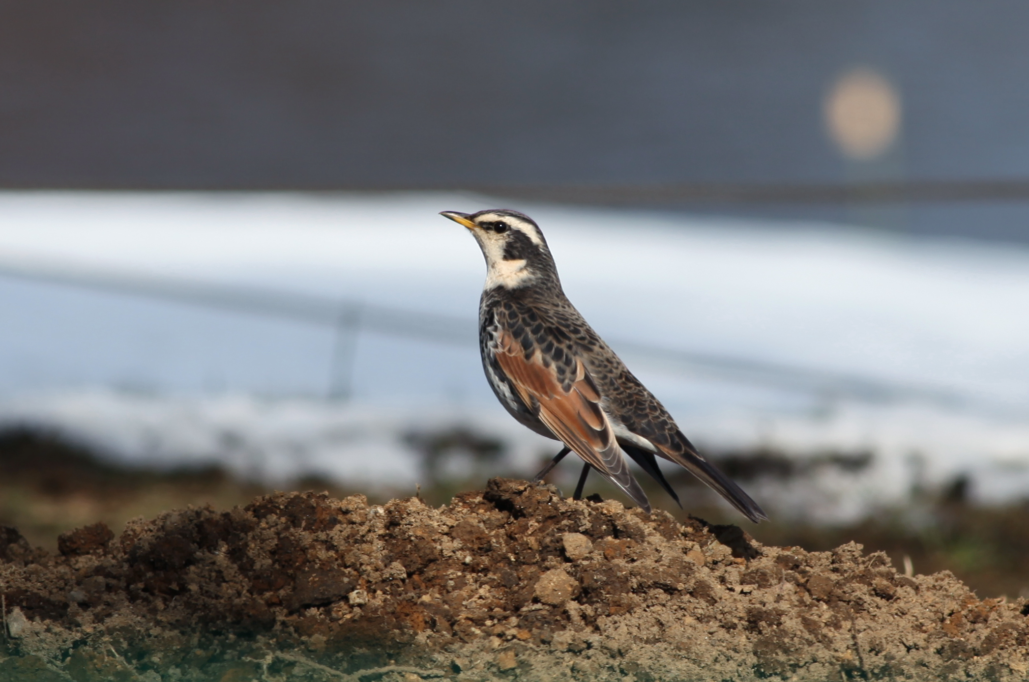 ツグミ 日本の鳥百科 サントリーの愛鳥活動