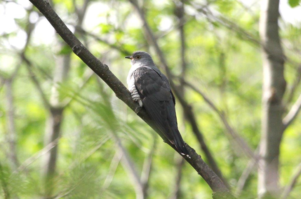 ツツドリ 日本の鳥百科 サントリーの愛鳥活動