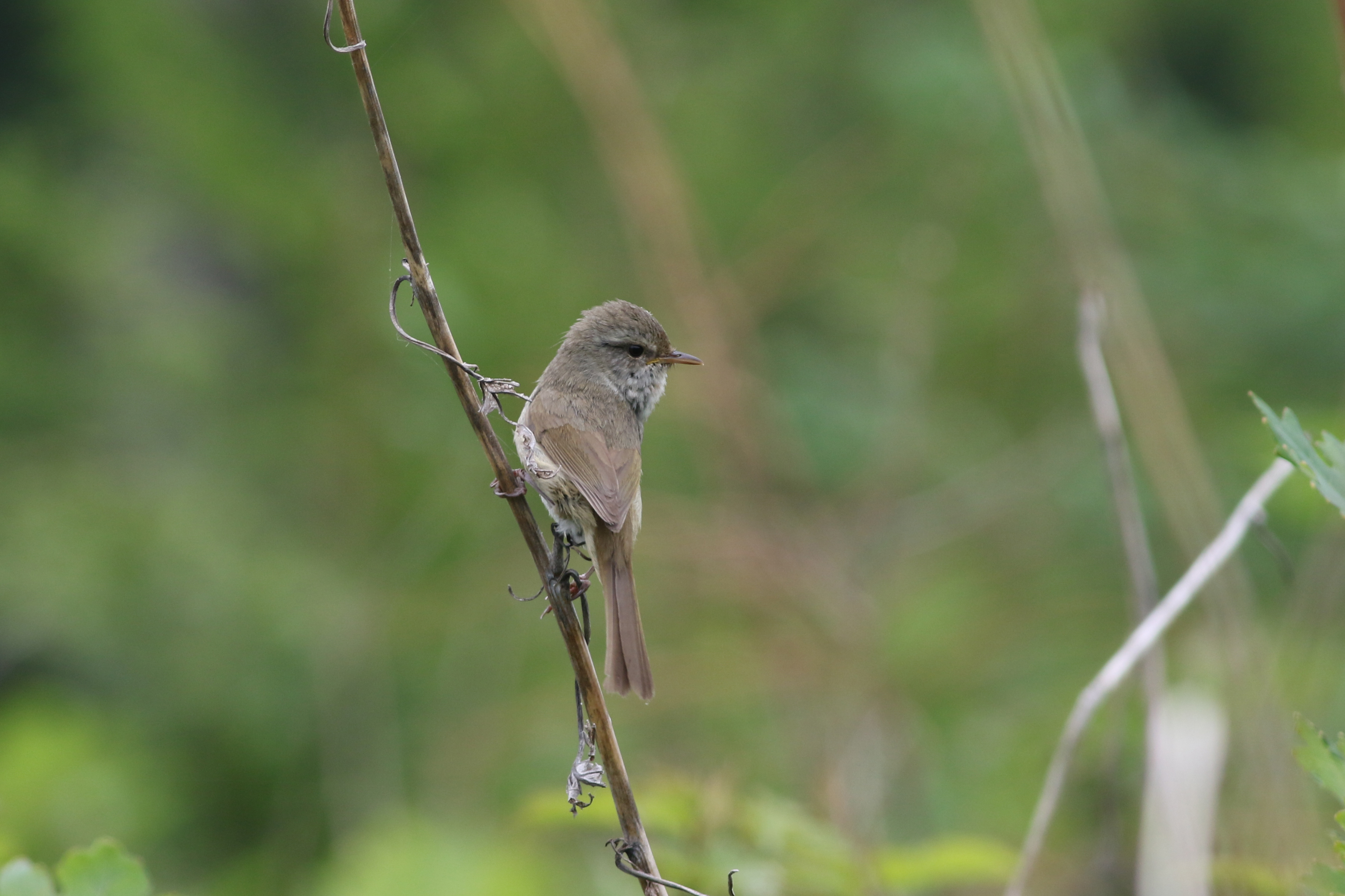 ウグイス 日本の鳥百科 サントリーの愛鳥活動