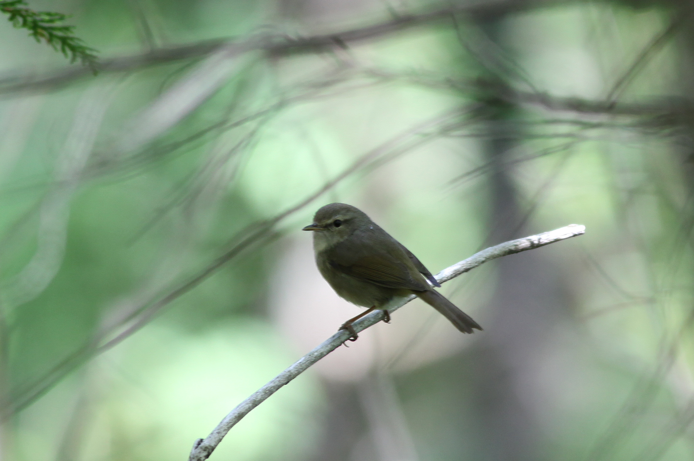 ウグイス 日本の鳥百科 サントリーの愛鳥活動