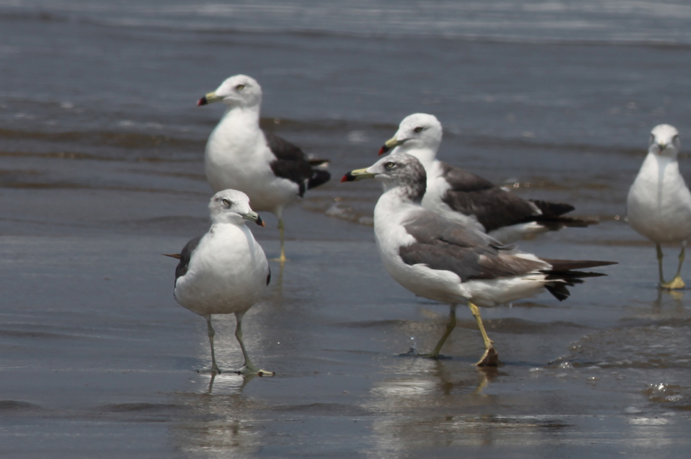 ウミネコ 日本の鳥百科 サントリーの愛鳥活動