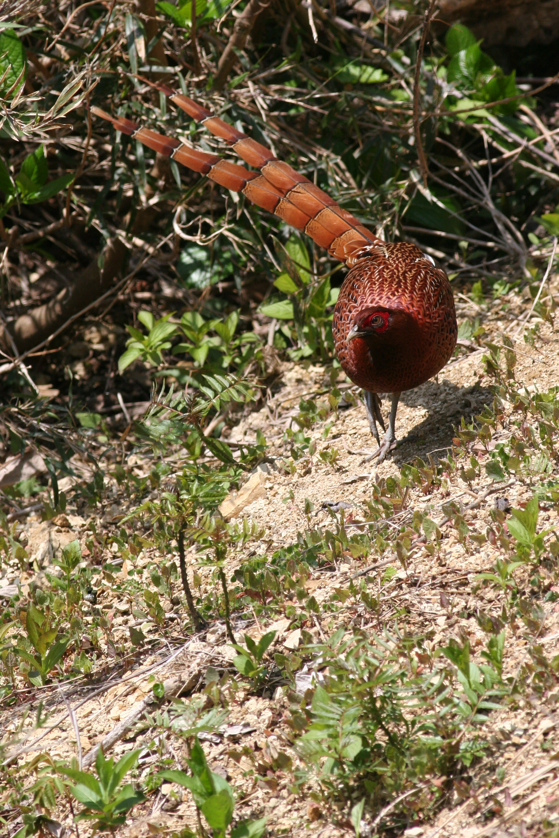 ヤマドリ 日本の鳥百科 サントリーの愛鳥活動