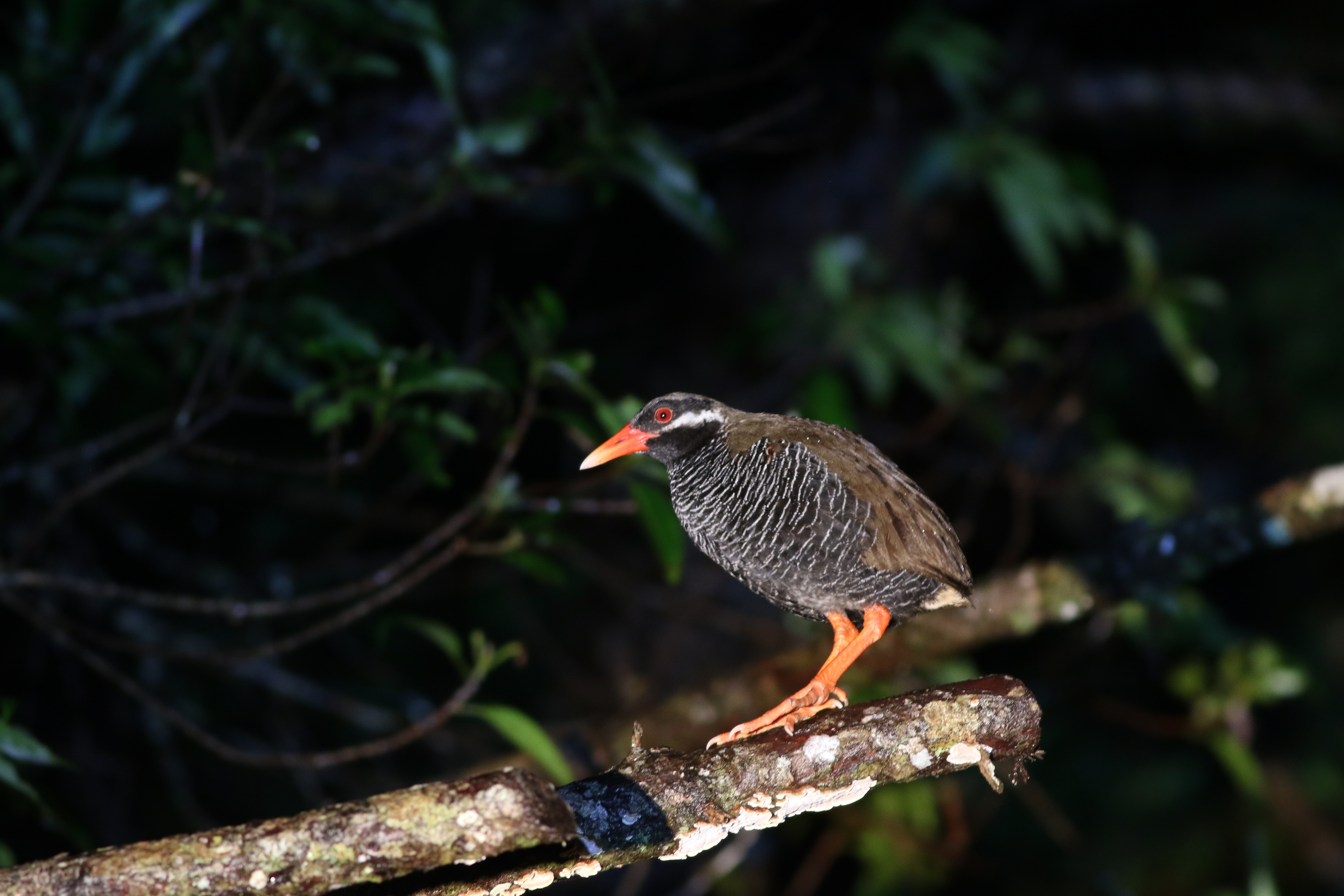 ヤンバルクイナ 日本の鳥百科 サントリーの愛鳥活動