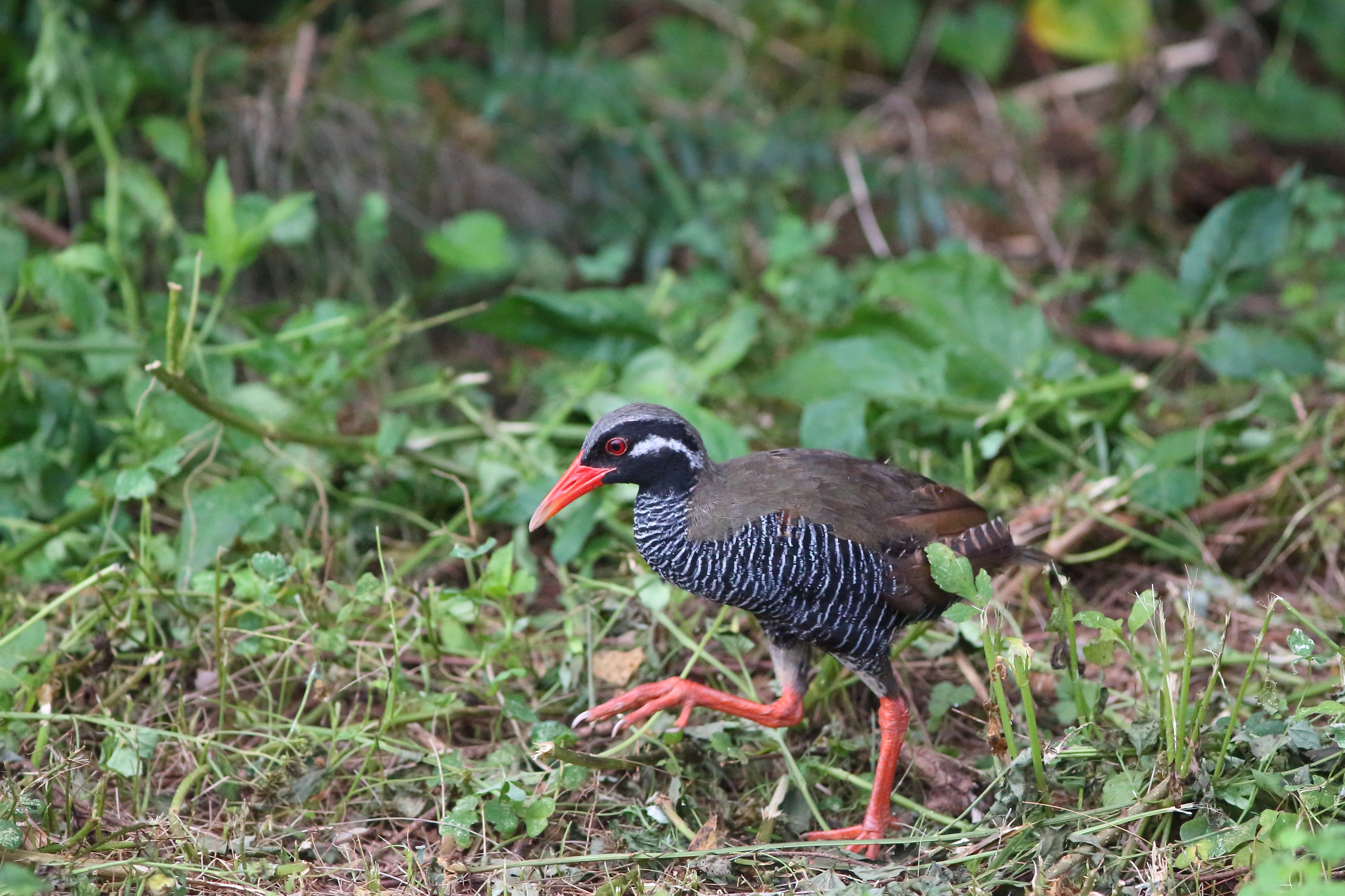 ヤンバルクイナ 日本の鳥百科 サントリーの愛鳥活動