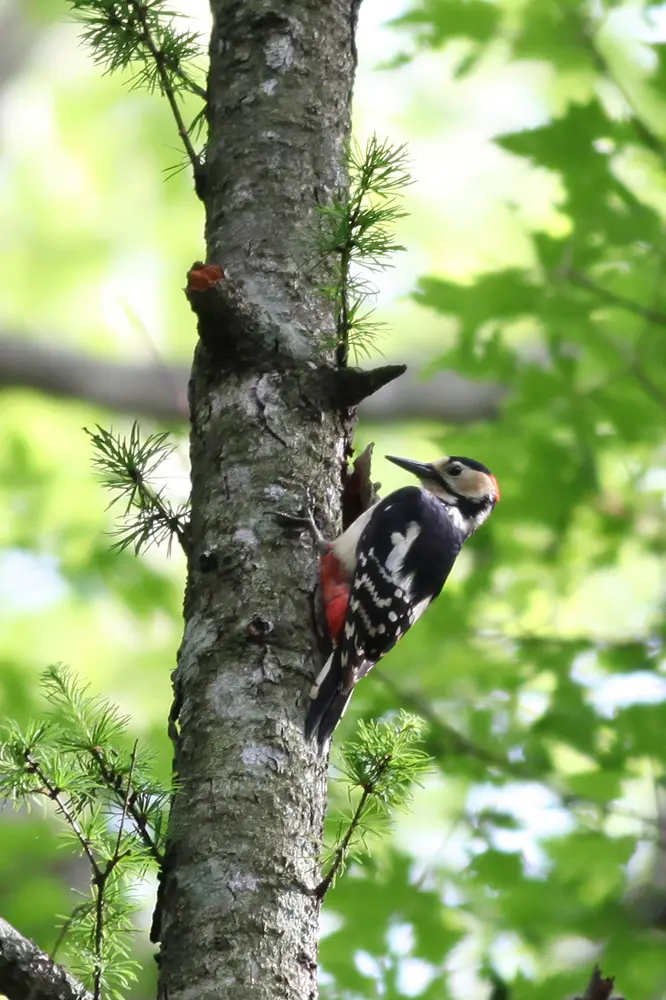 アカゲラ|日本の鳥百科|サントリーの愛鳥活動 アカゲラ|日本の鳥百科|サントリーの愛鳥活動