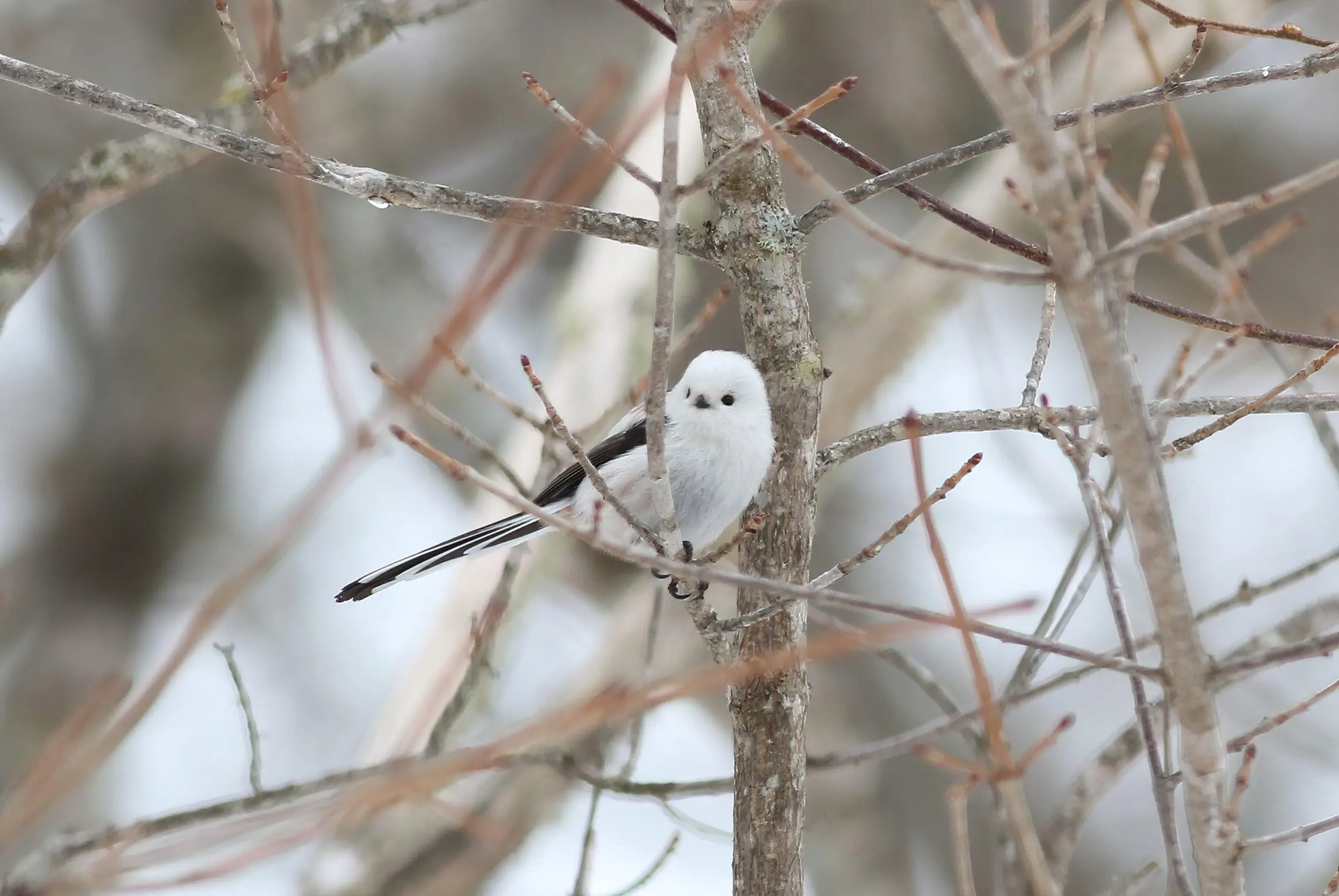 エナカ エナガ Long-tailed Tit - 水元公園の生き物
