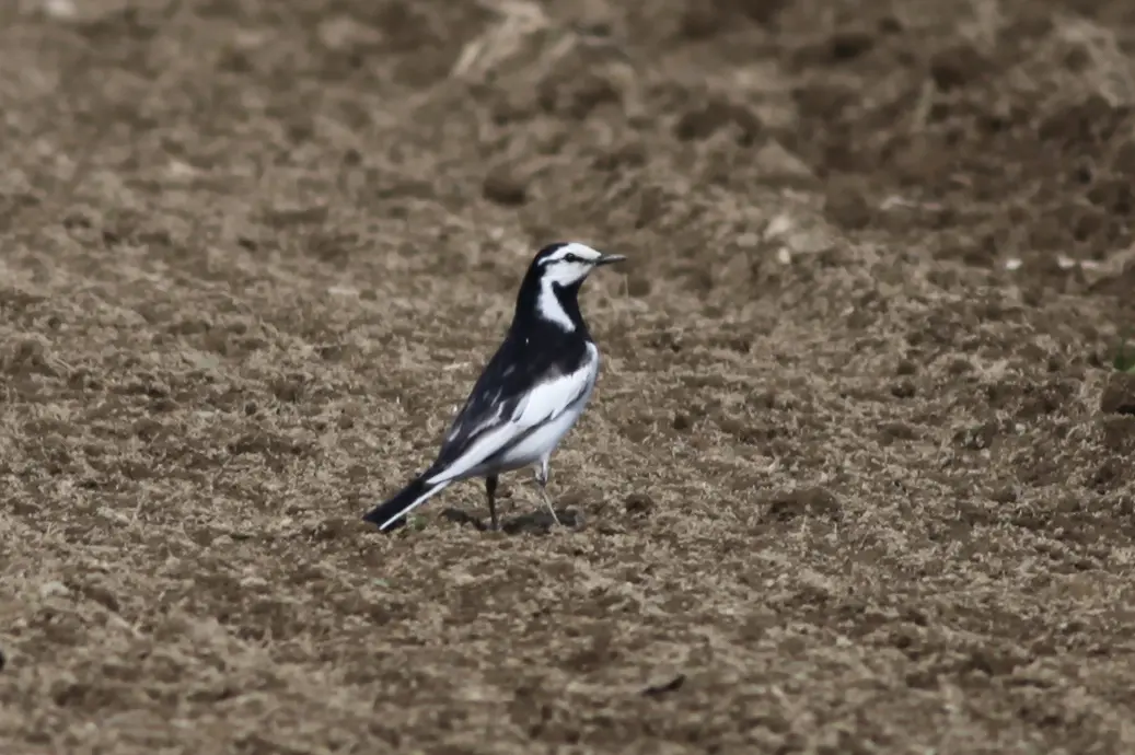 ハクセキレイ｜日本の鳥百科｜サントリーの愛鳥活動