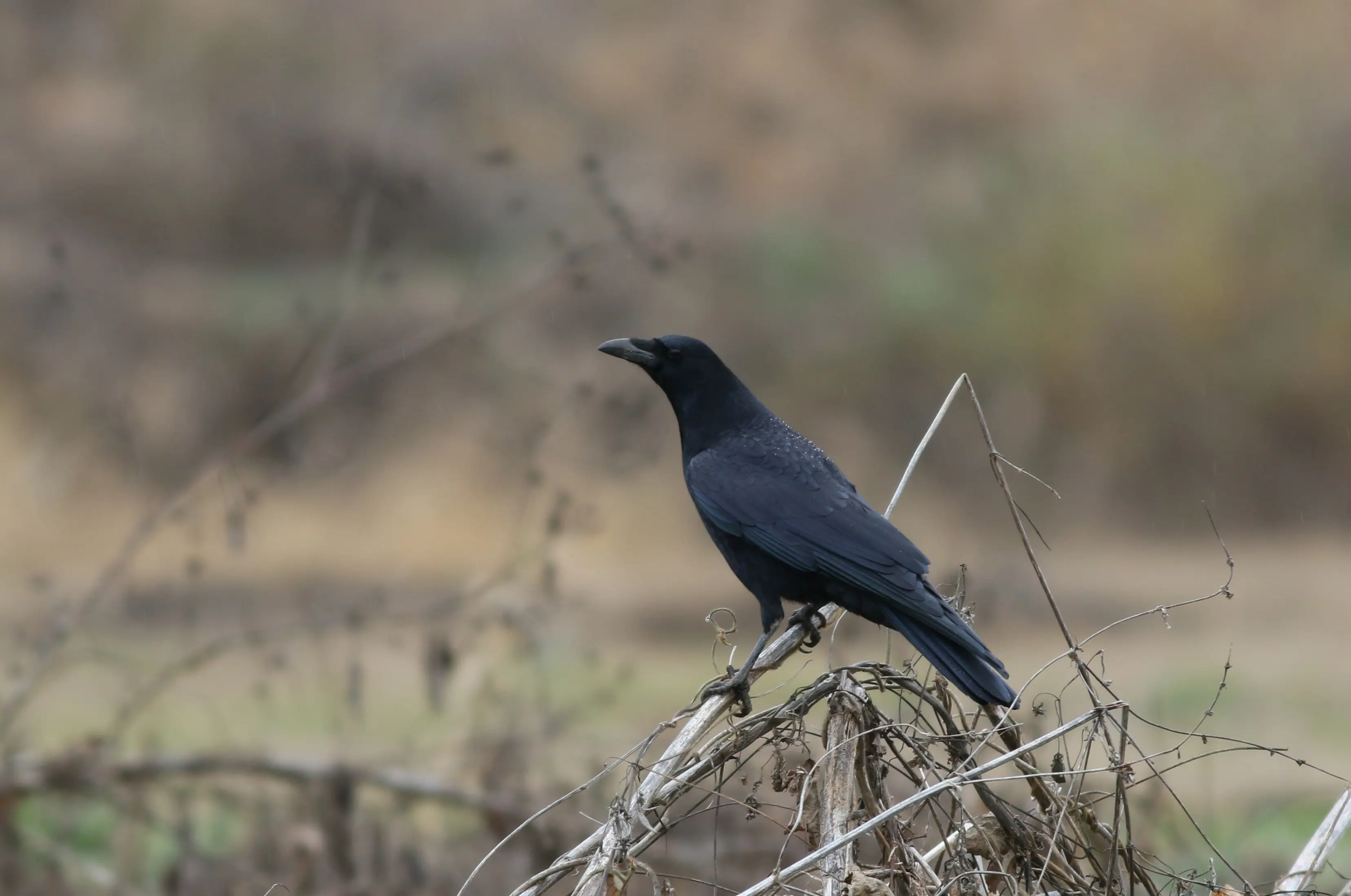ハシボソガラス｜日本の鳥百科｜サントリーの愛鳥活動