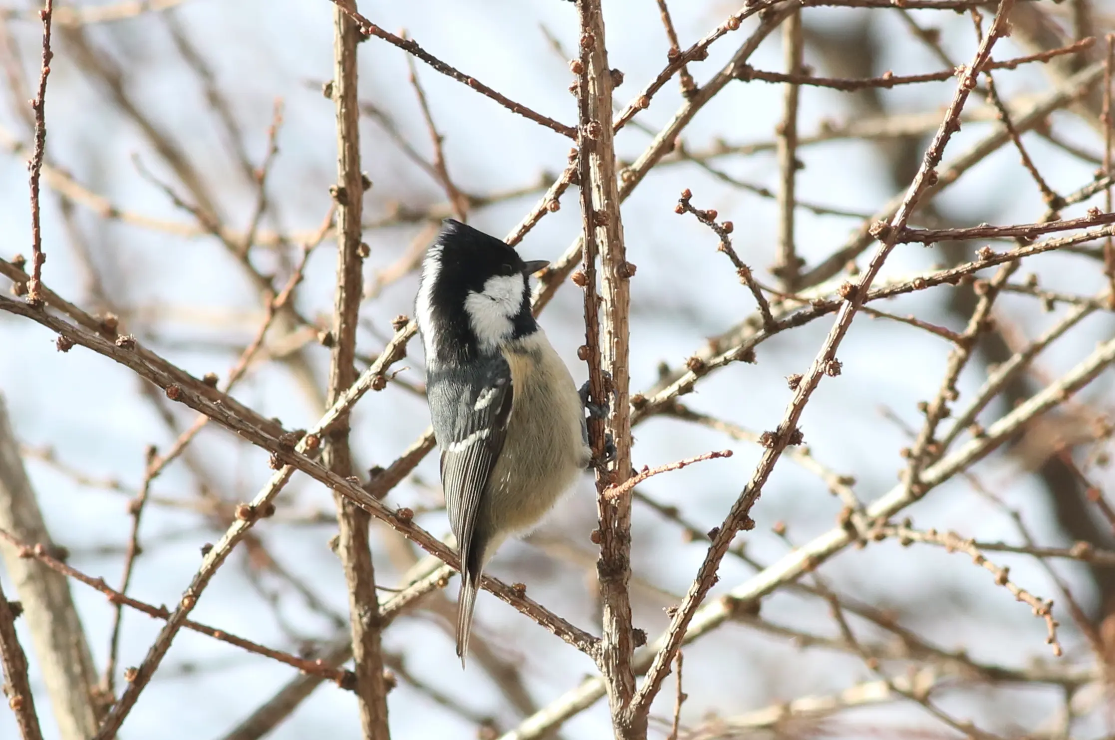 ヒガラ｜日本の鳥百科｜サントリーの愛鳥活動