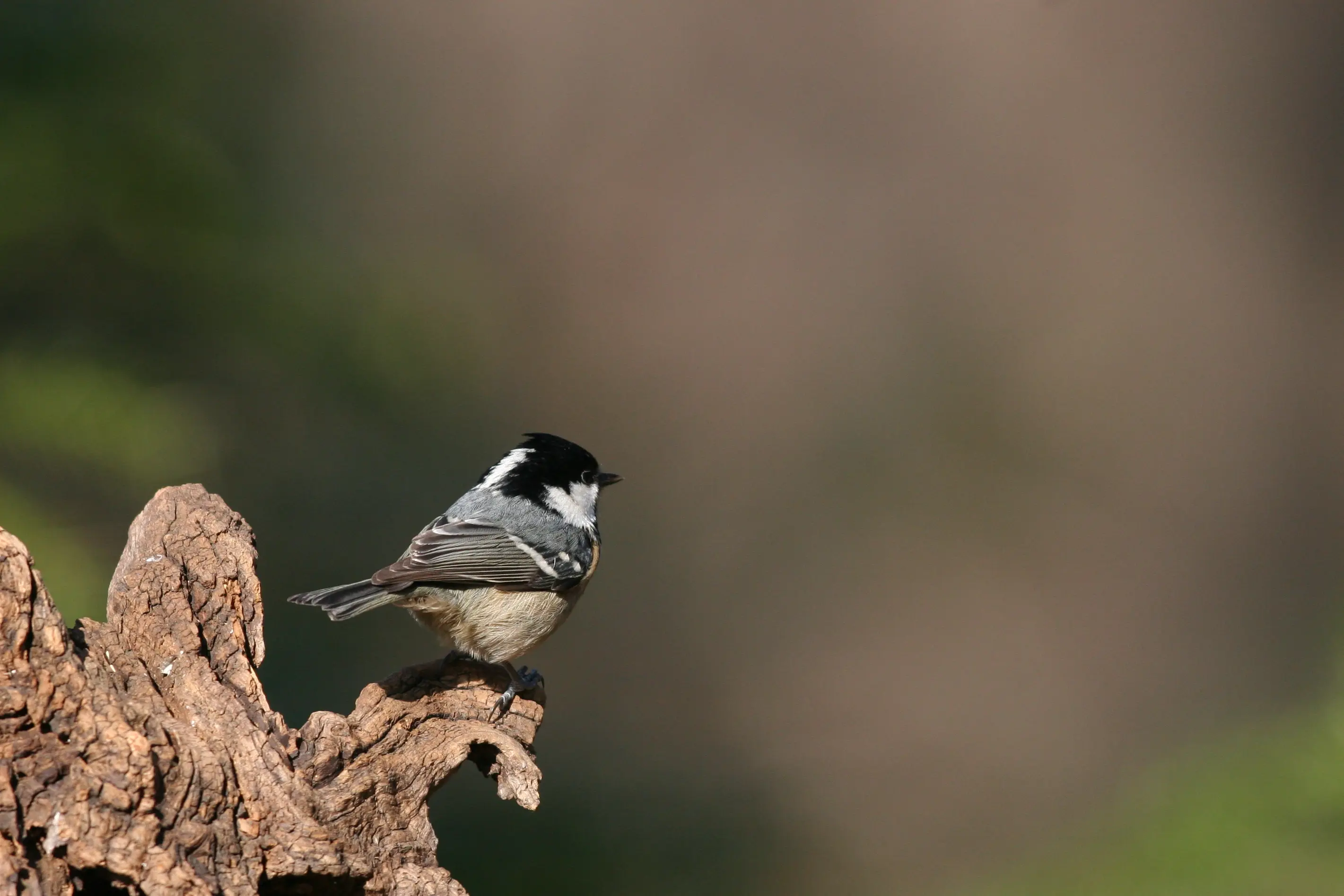 ヒガラ｜日本の鳥百科｜サントリーの愛鳥活動