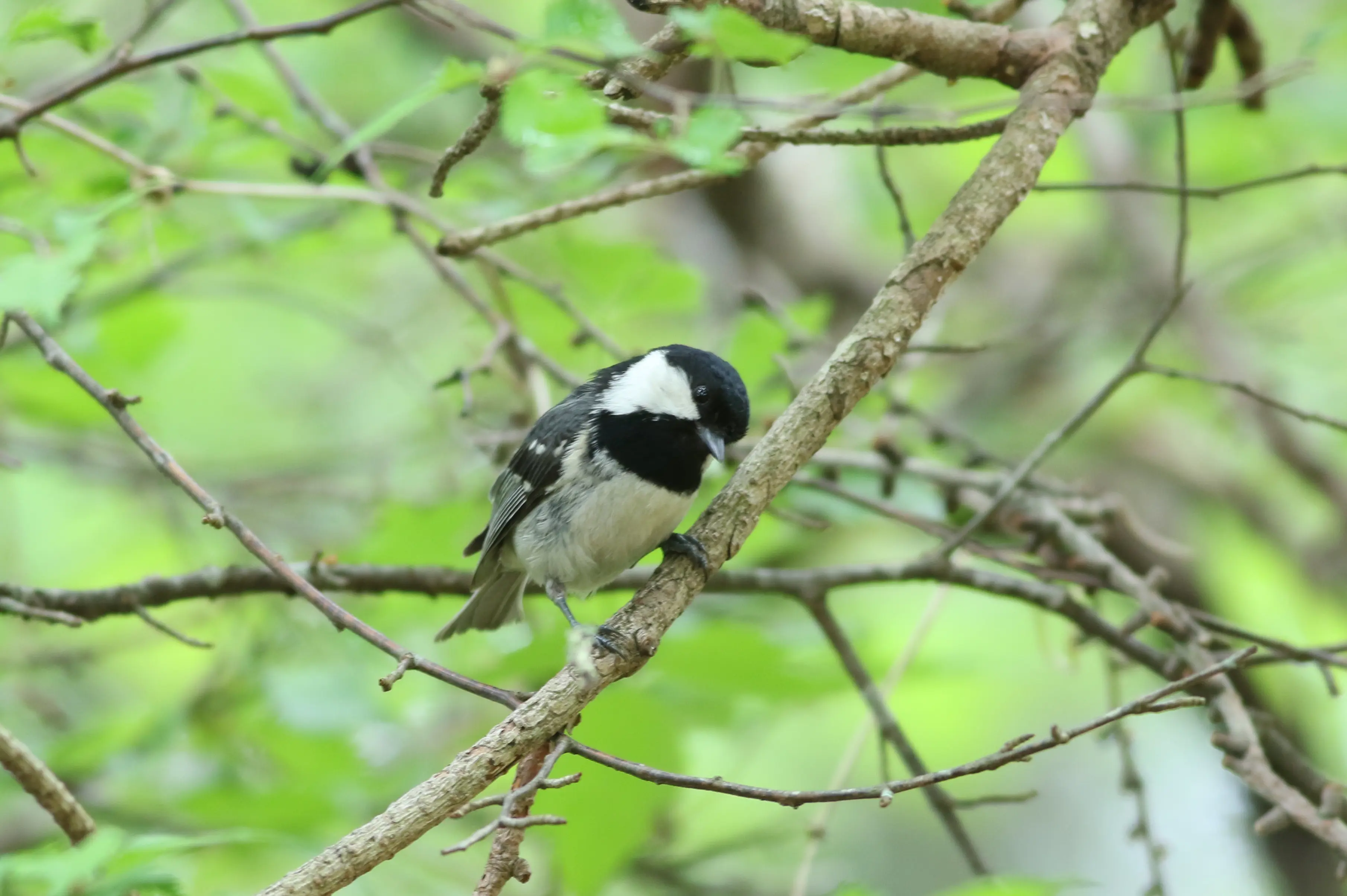 ヤマガラとシジュウカラのバードカービング ジョウビタキとヤマガラの