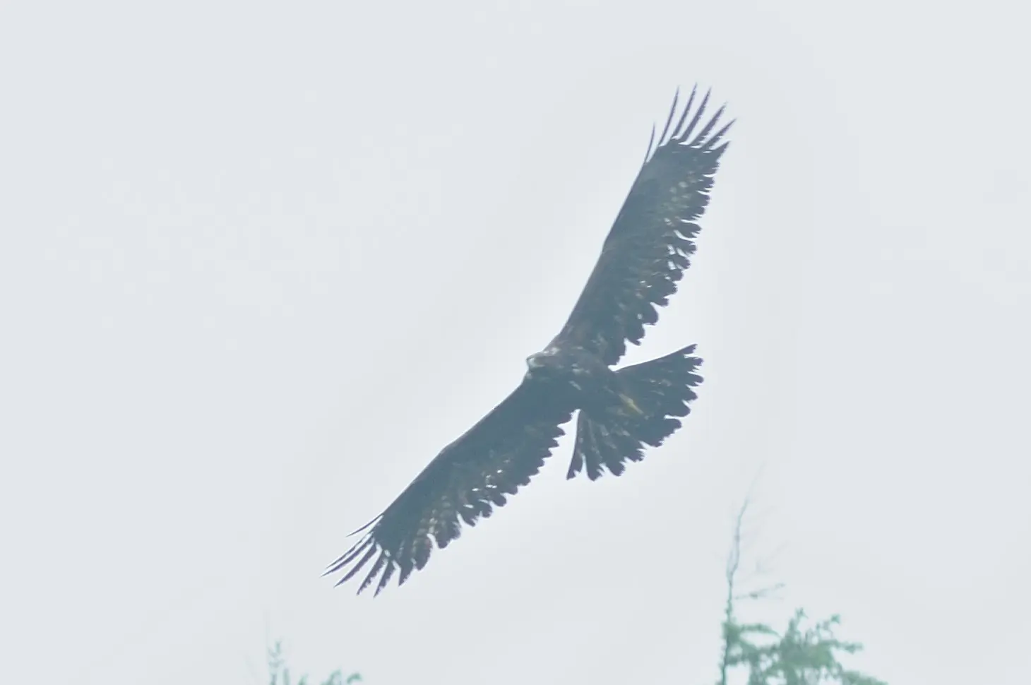 イヌワシ｜日本の鳥百科｜サントリーの愛鳥活動